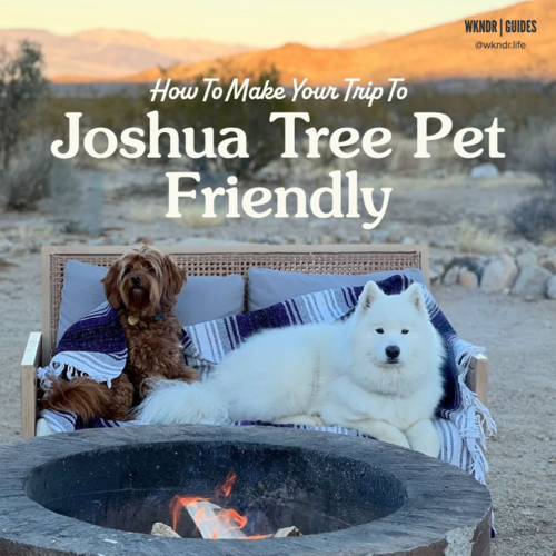 are dogs allowed in joshua tree