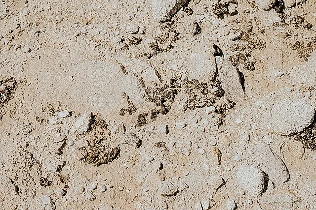 A Short Guide to Cryptobiotic Soil: The Living Crust Beneath Your Feet