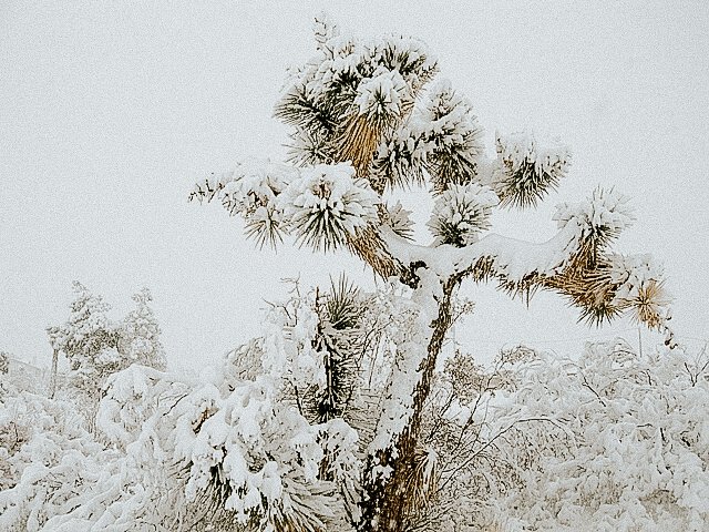 Snow-covered desert plant in a winter landscape with snow-covered trees in the background.