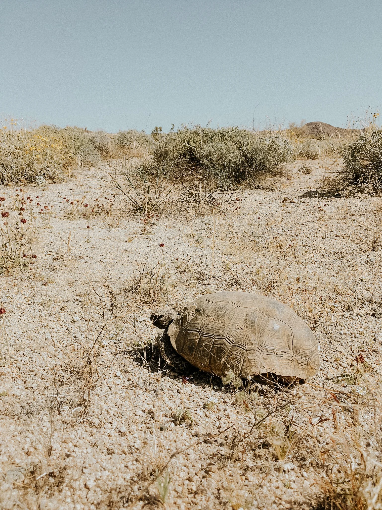 A desert landscape with dry sandy ground, sparse bushes, and a tortoise walking across the terrain under a clear blue sky.