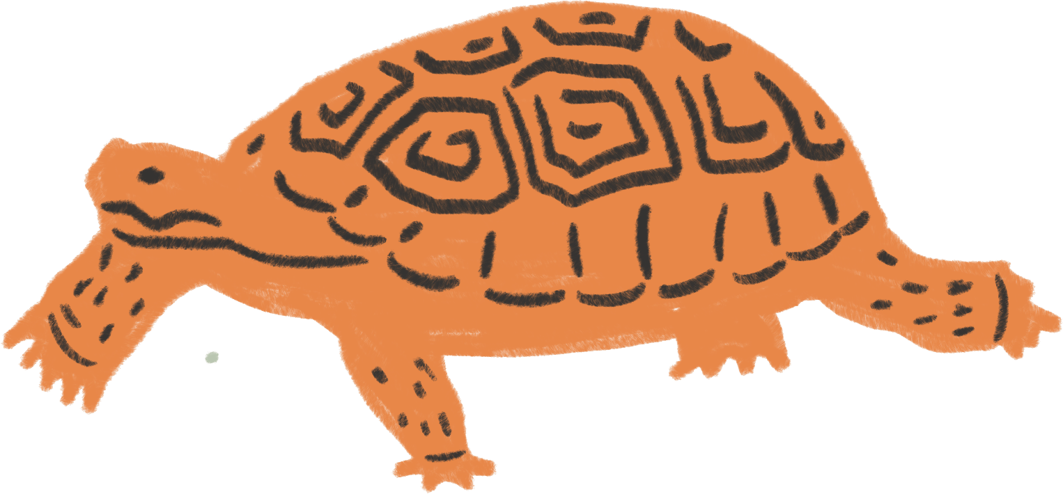 Hand-drawn illustration of a turtle with an orange shell decorated with black geometric patterns, walking on a gray ground.