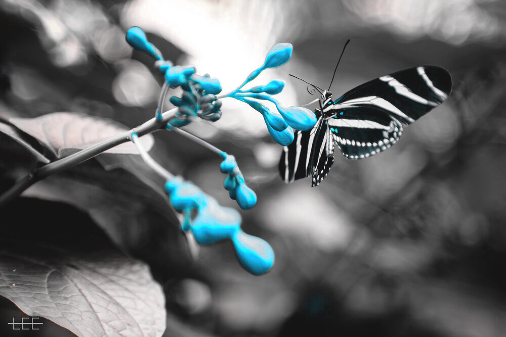 Black and white image of a butterfly on a flower, with vibrant blue highlights on the flower