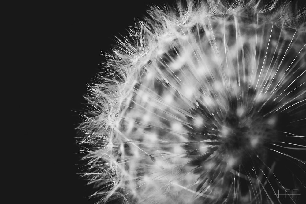 Dandelion wishing flower with delicate, fluffy seeds