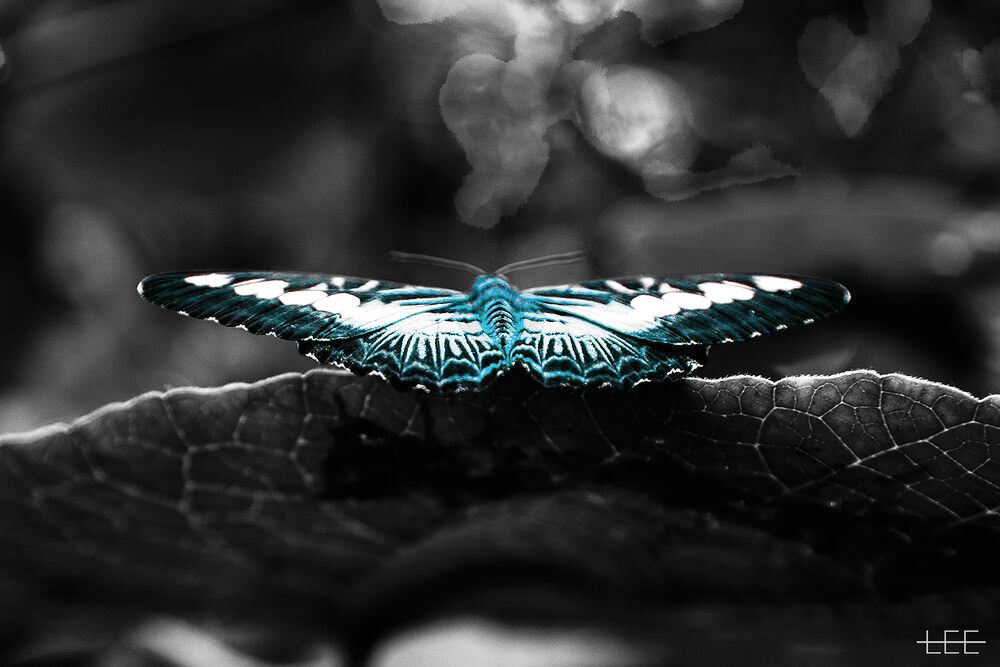 Black and white image of a butterfly on a leaf with vibrant blue highlights on its wings