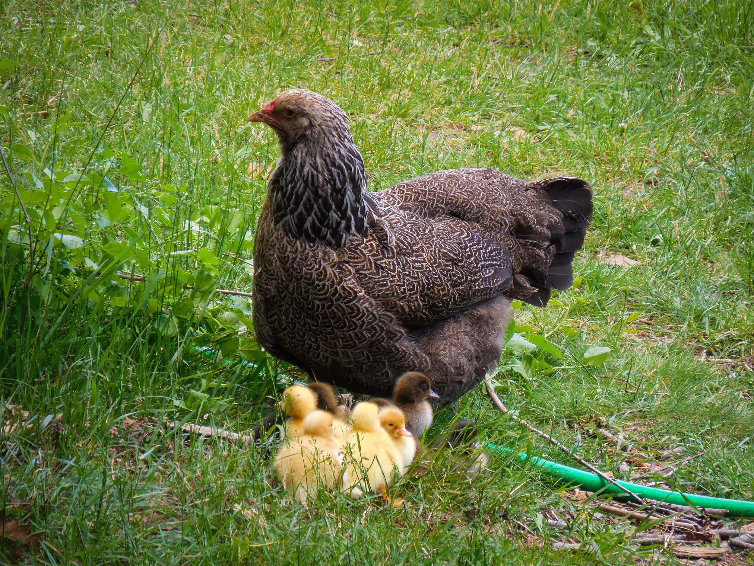 Coriander with chicklings.jpg
