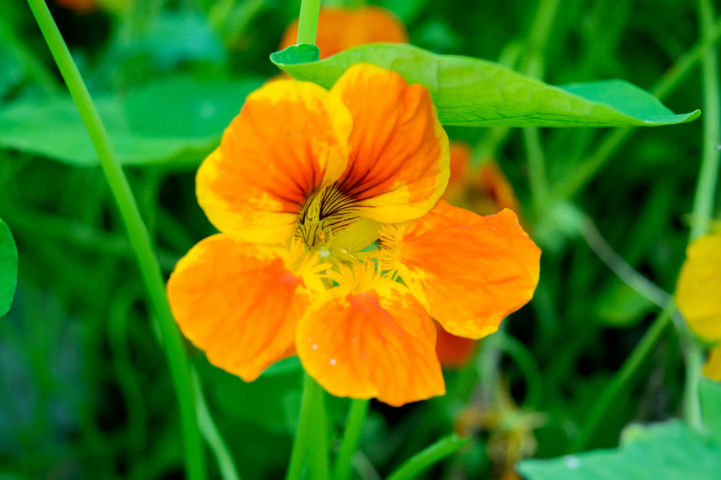 Even flowers can be edible.  Nasturtiums are spicy and delicious.