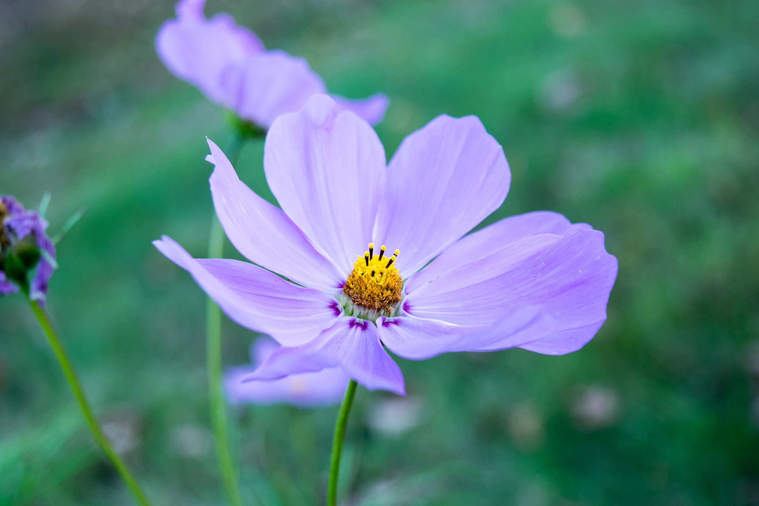 Beautiful flowers to enjoy outside and in.