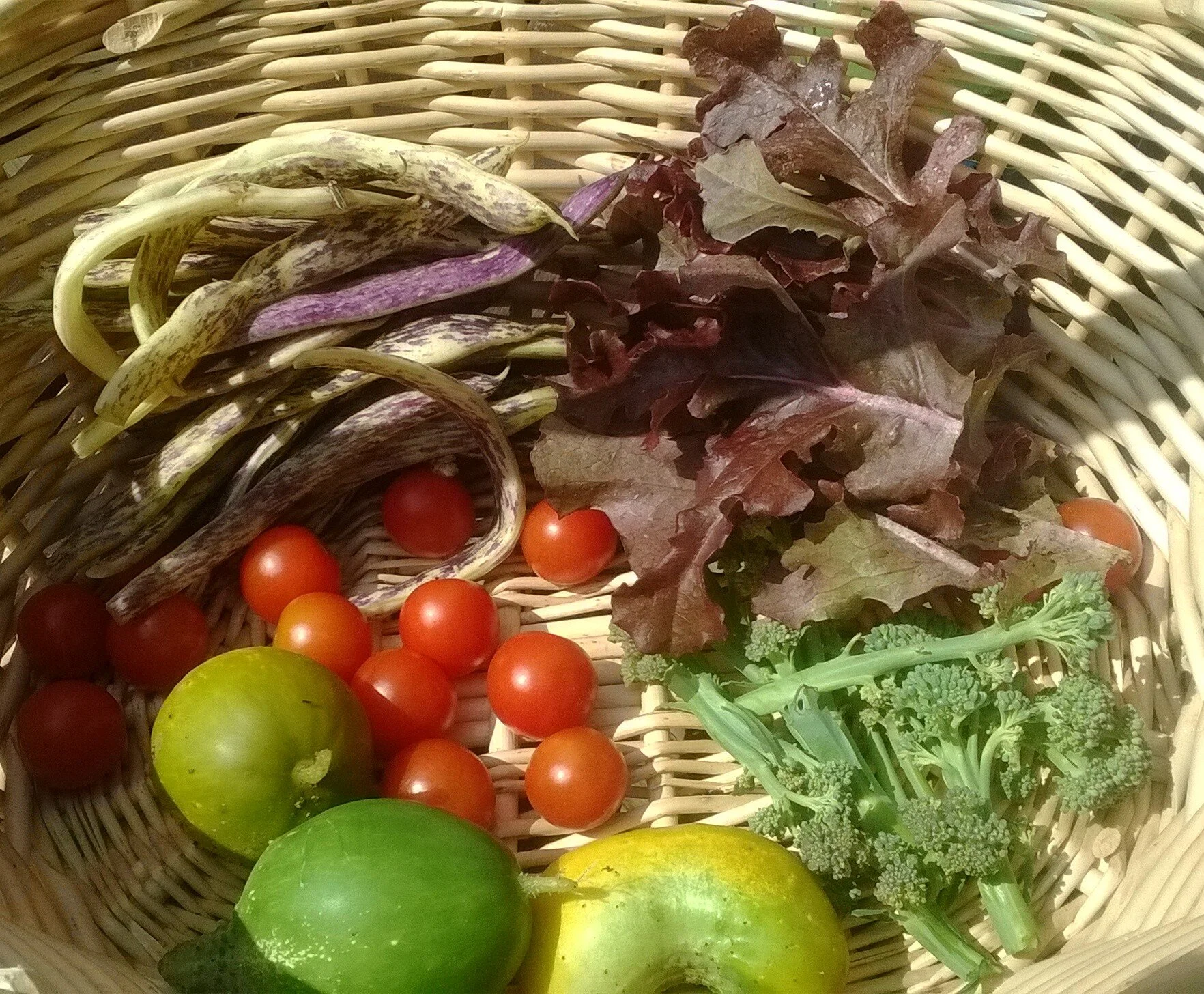 Our first harvest from the new house garden.