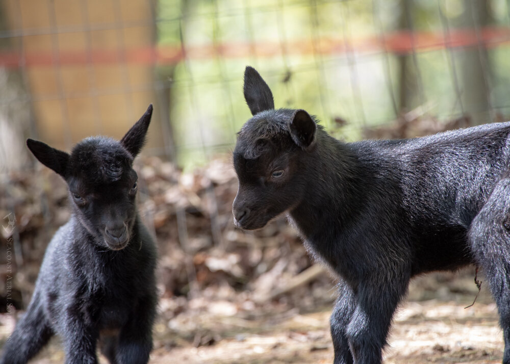 Our beautiful baby goats, Hulk and Batman.