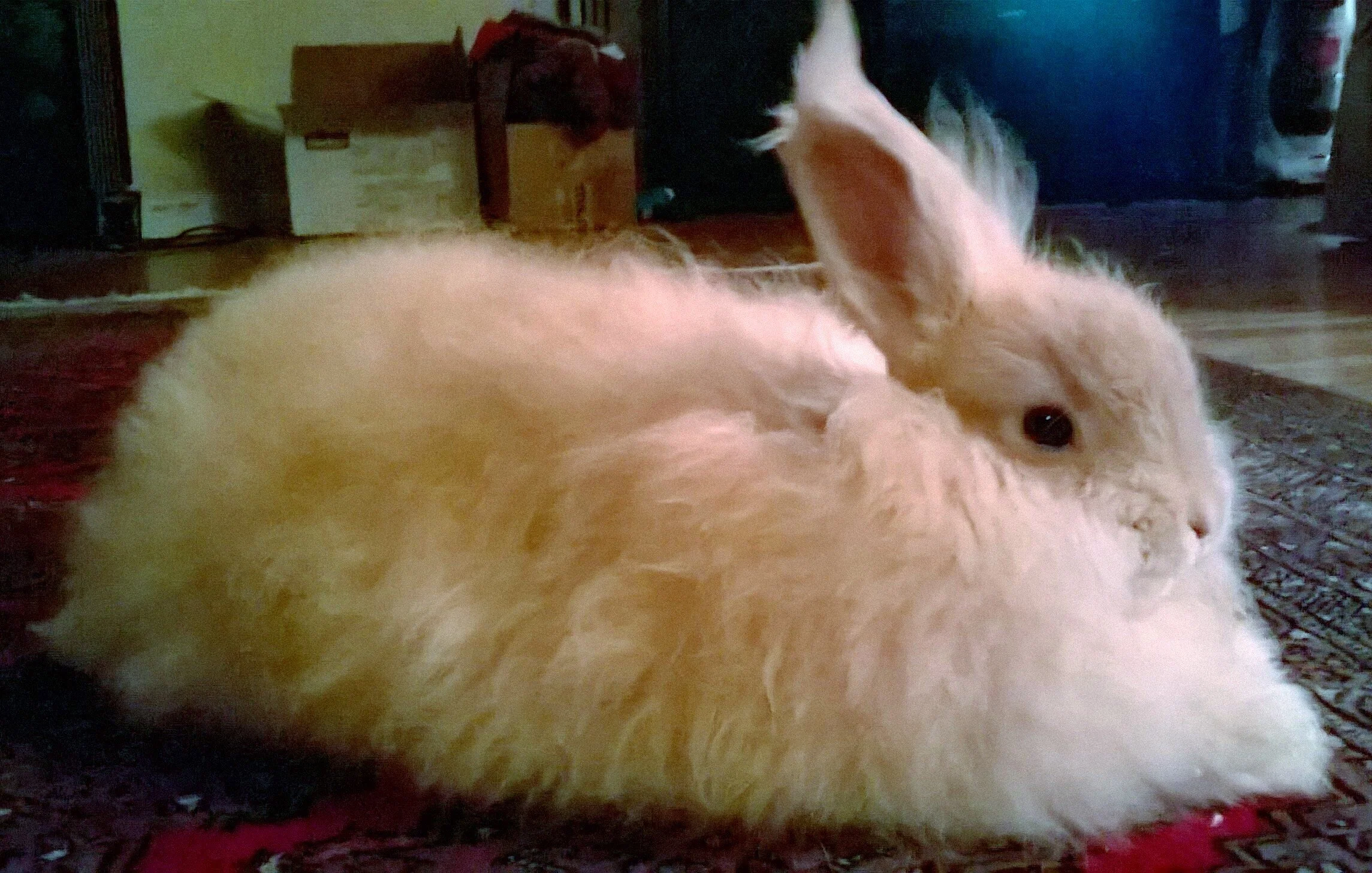 WP_20151201_032 (2)-001.jpg