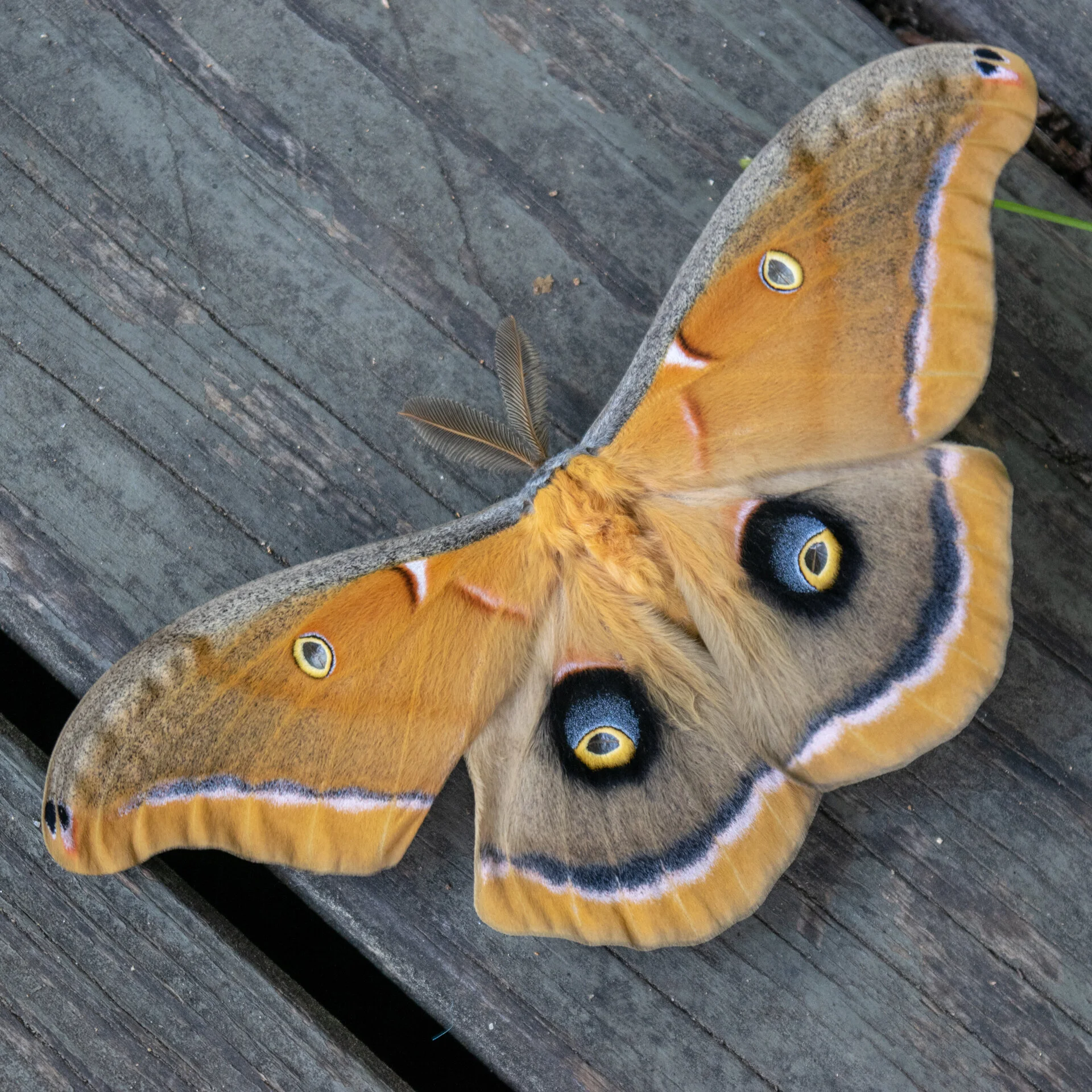 The fact that we never use pesticides means we get some extraordinary visitors.