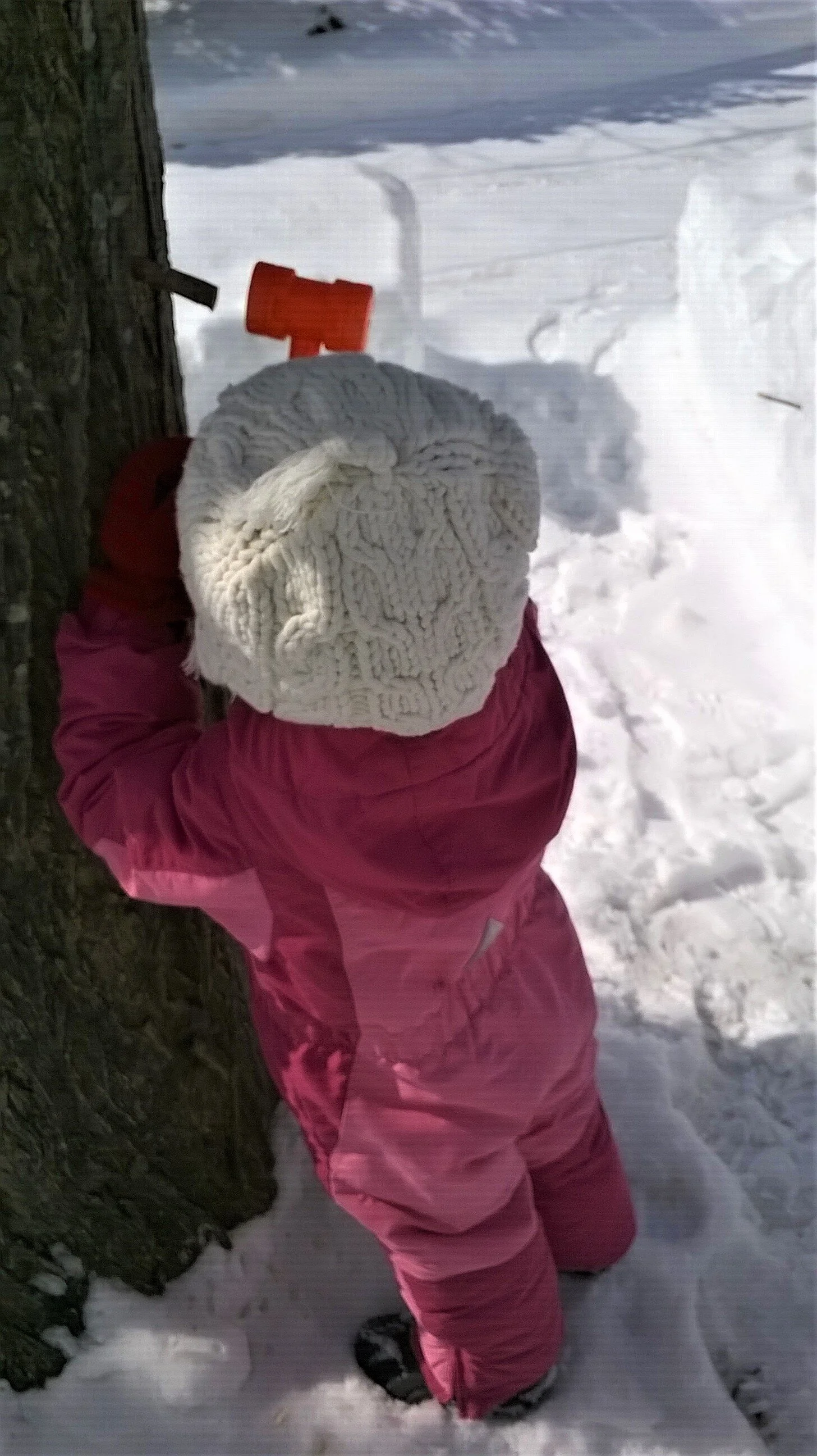 Teaching the little ones about maple sugaring.