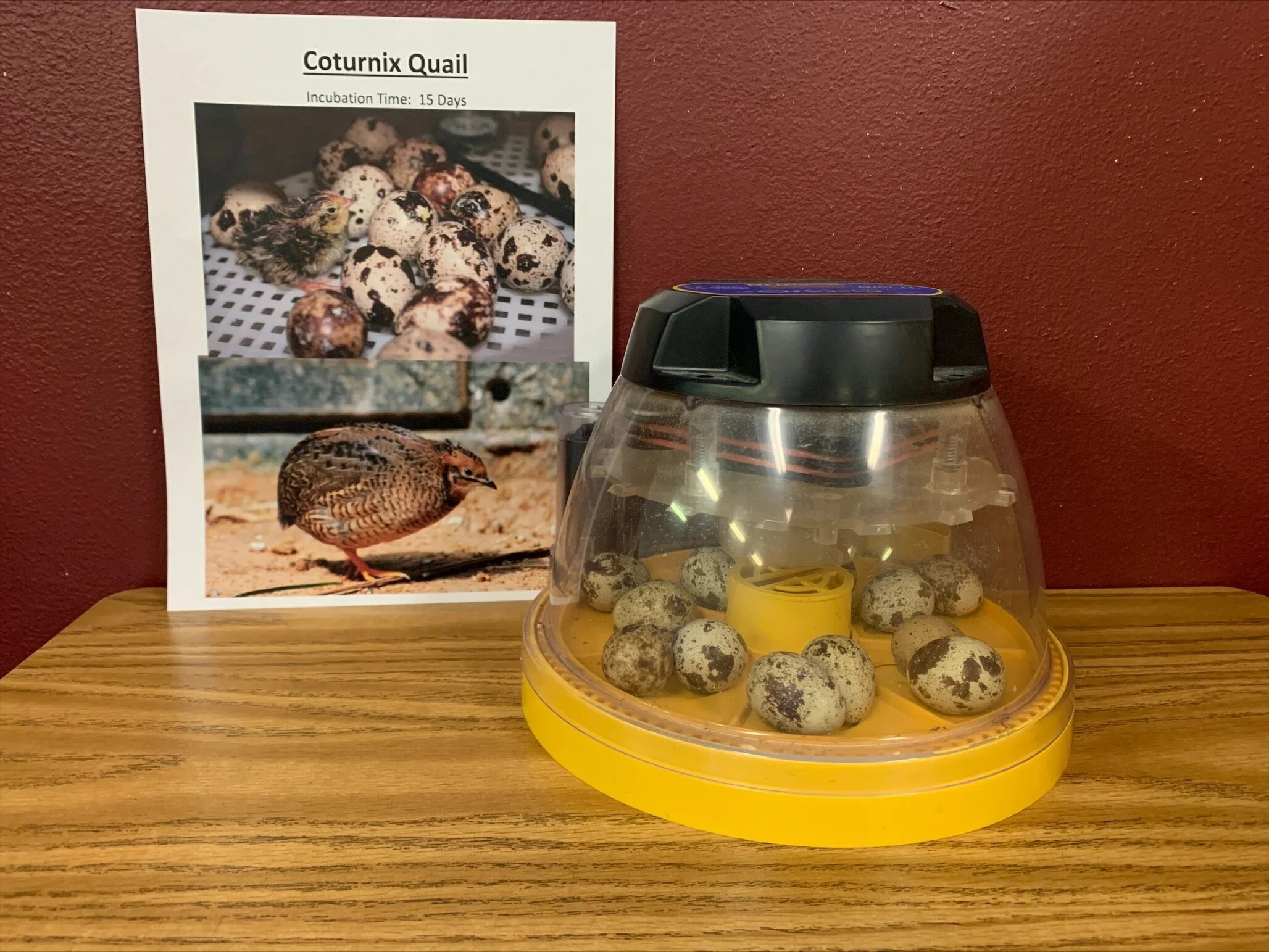 MicrosoftTeams-image (3).png