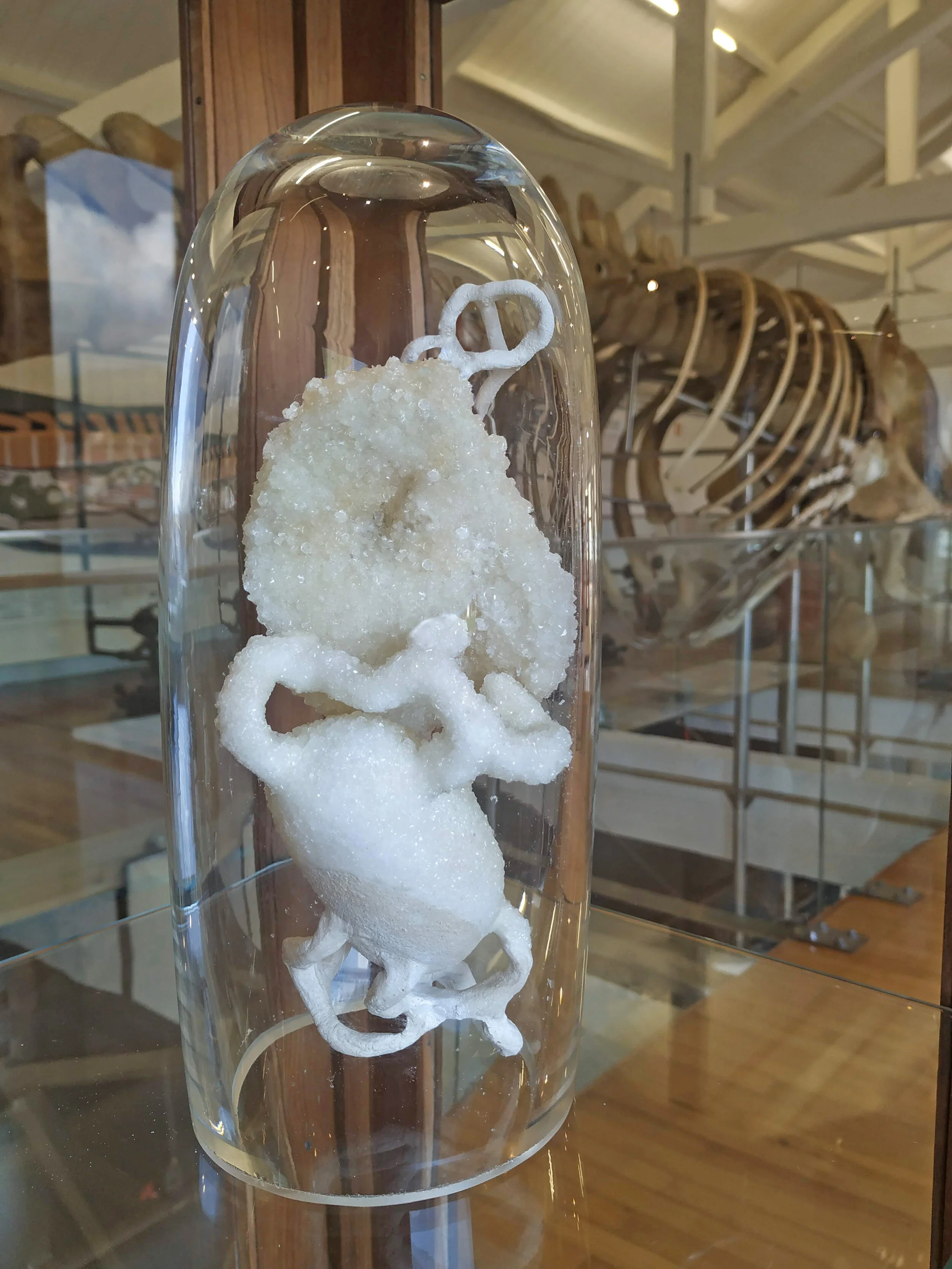 Faial telemovel cata IMG_20210716_132054.jpg