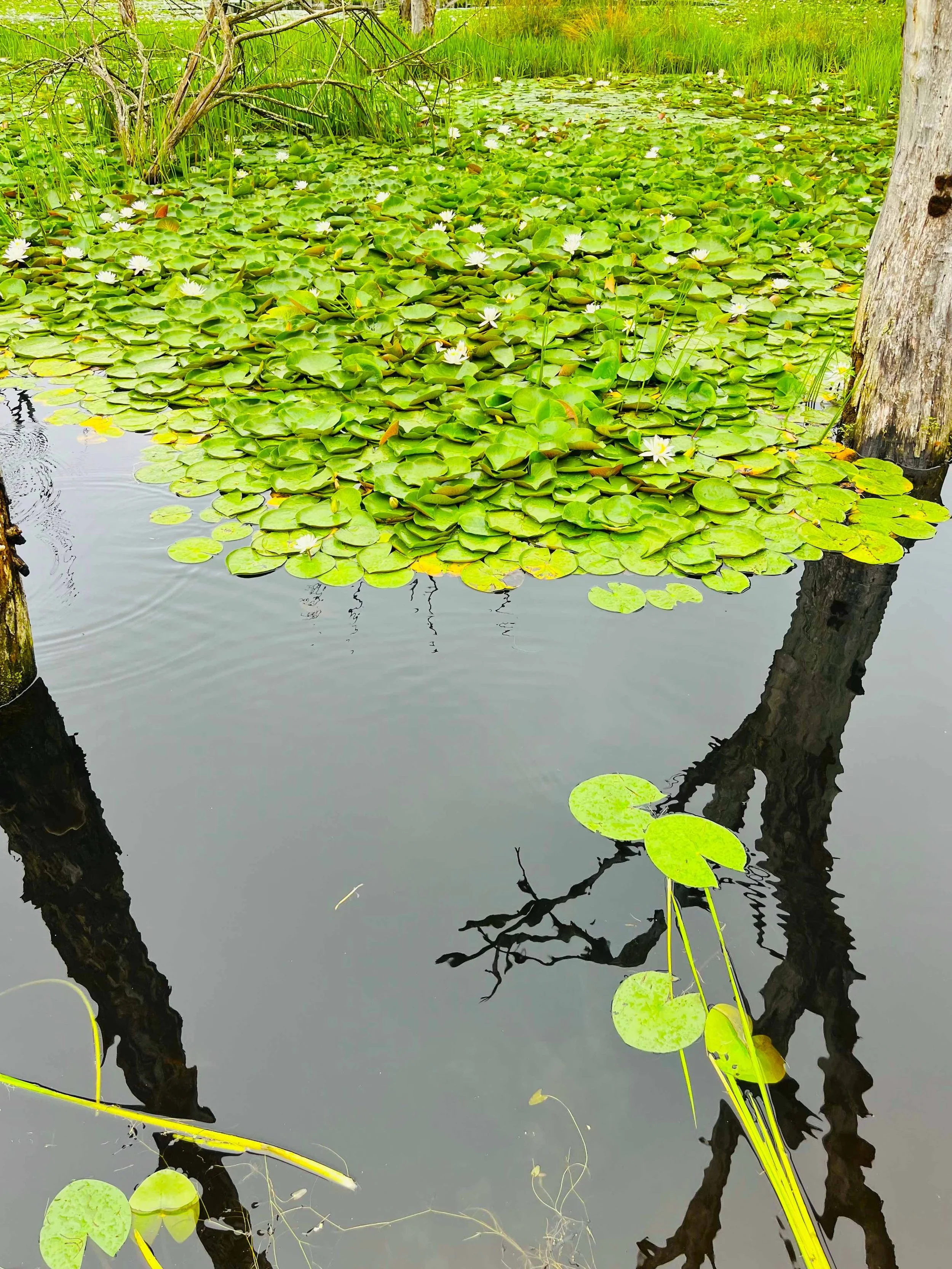 Sanctuary lilies.jpg