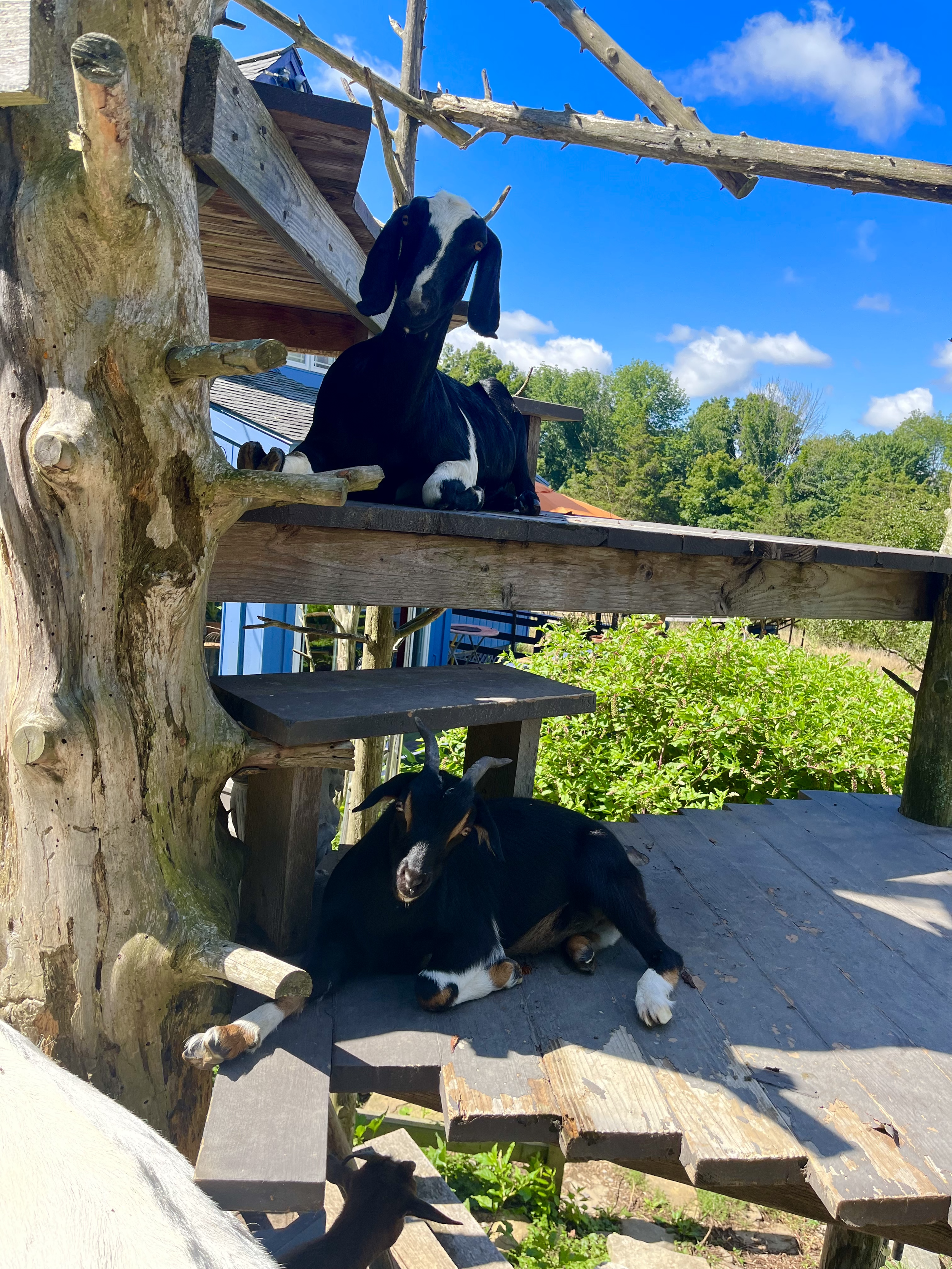 goat castle & sky.png