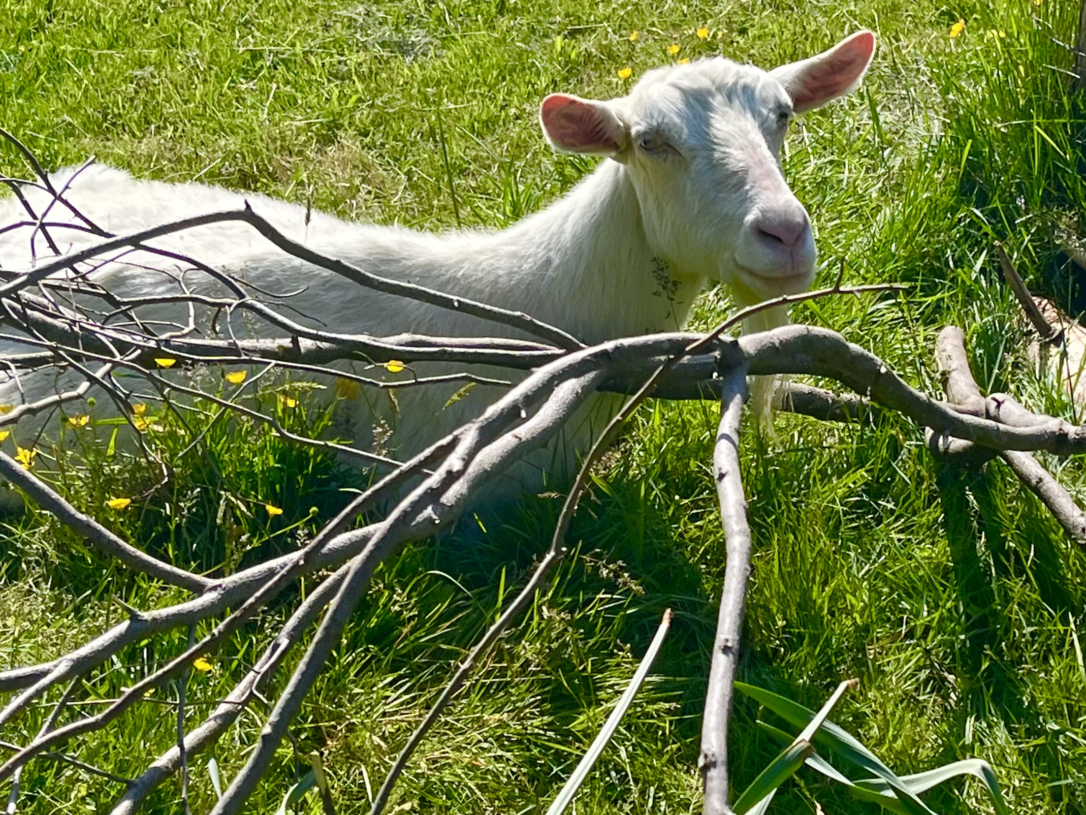 Maxine grass & buttercups.png