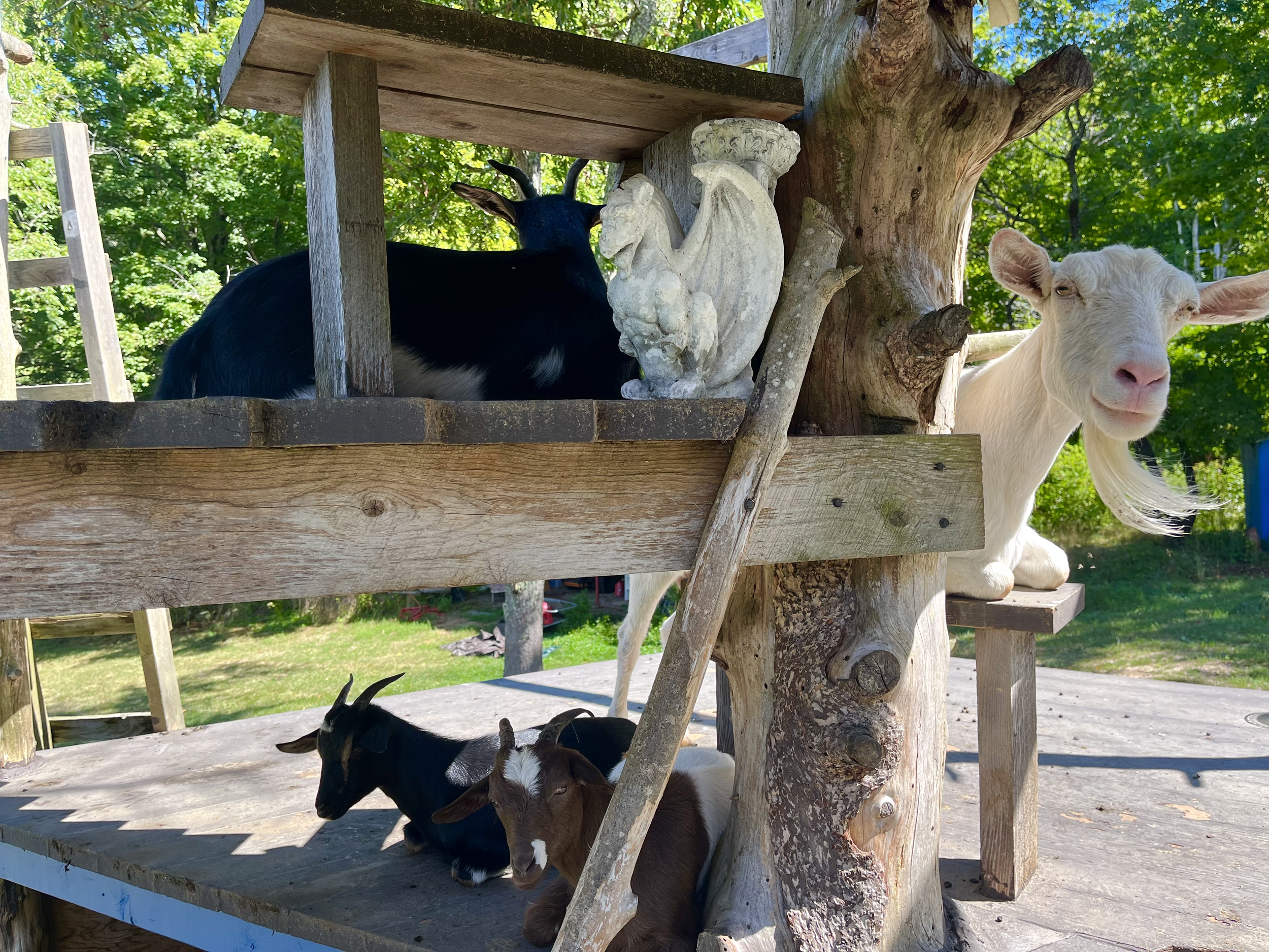 goat castle gang maxine smile.png