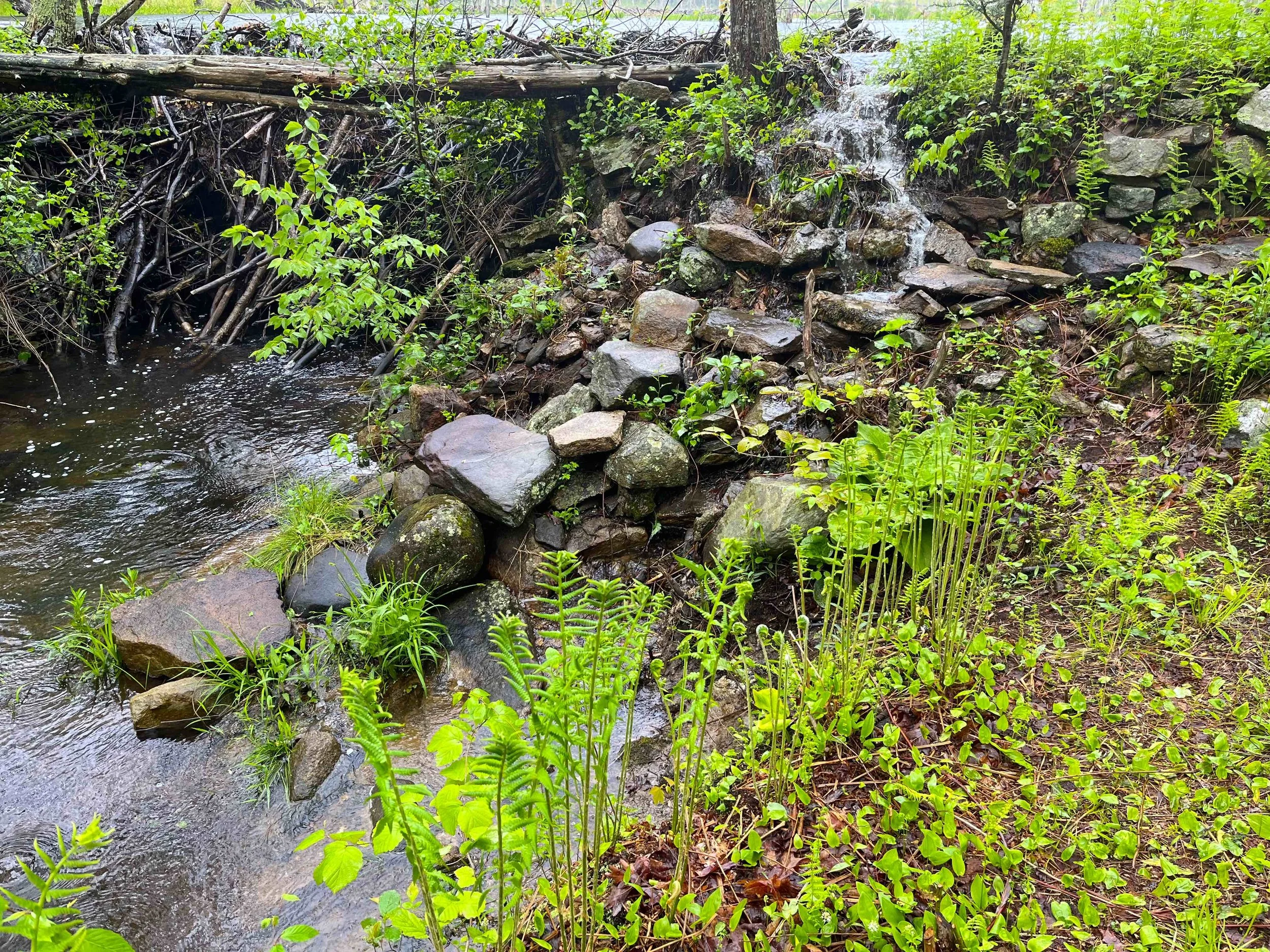 Beaver Waterfall.jpg