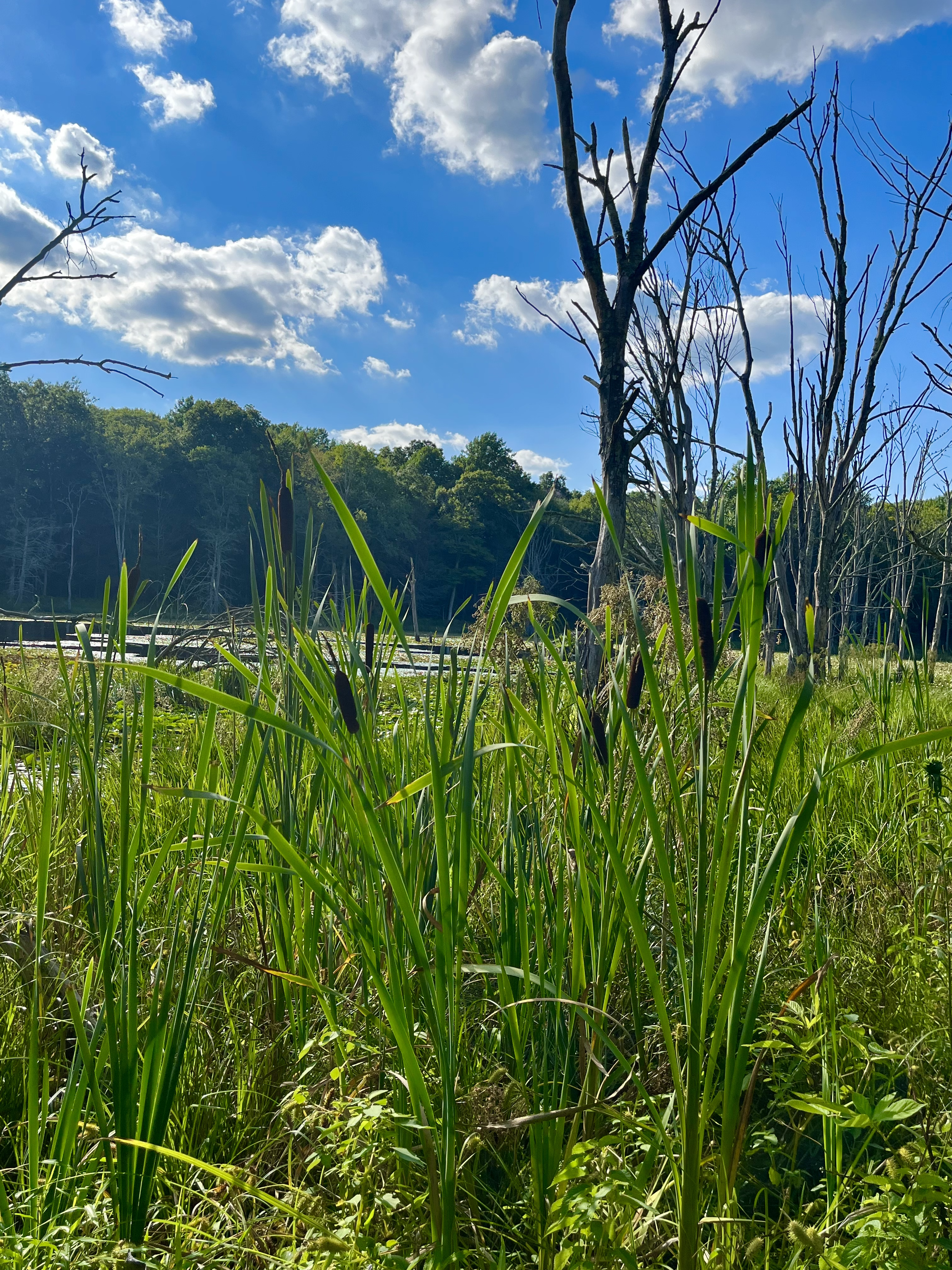 beaver pond reeds & sky.png