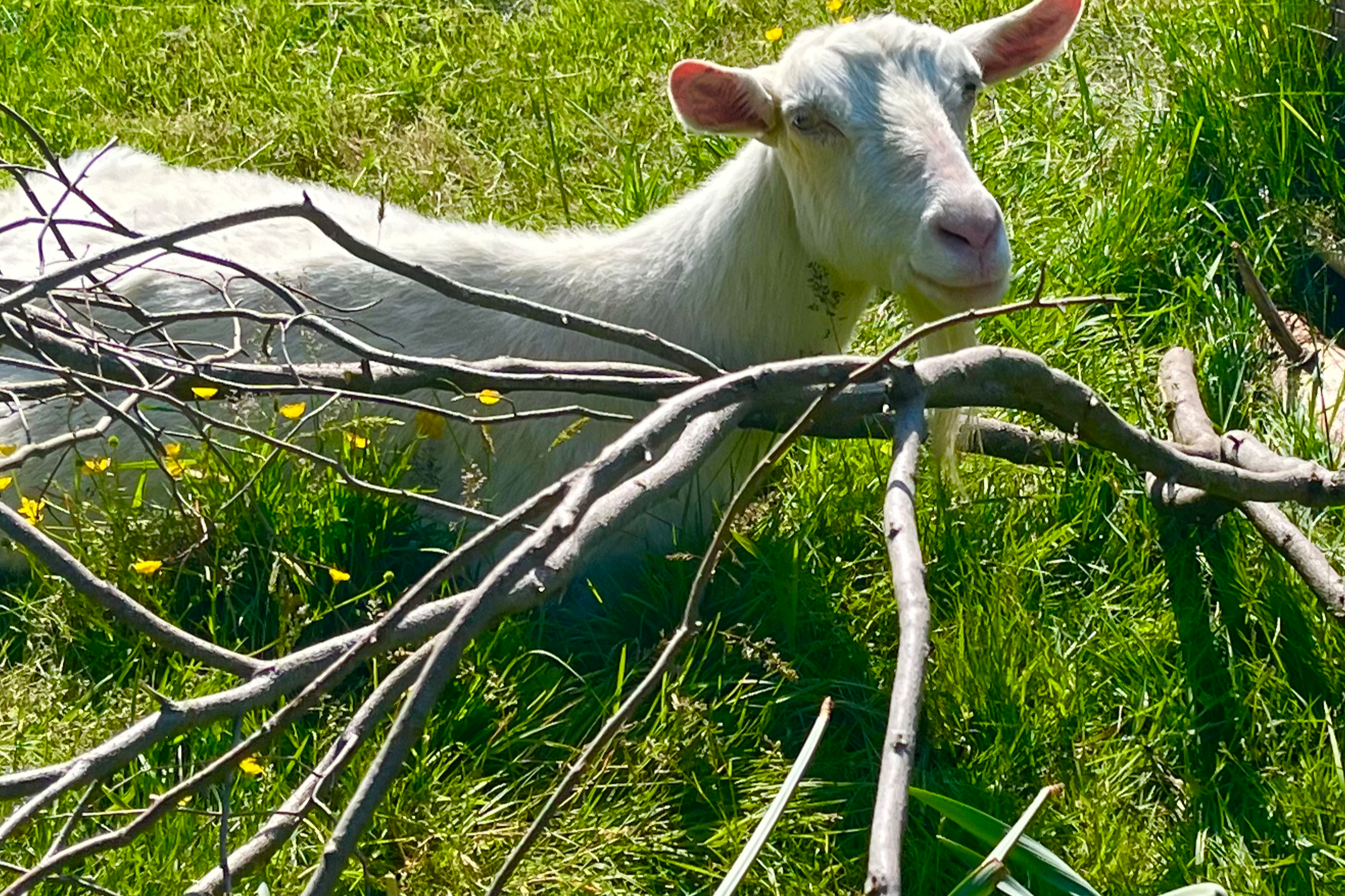 Maxine grass & buttercups.png