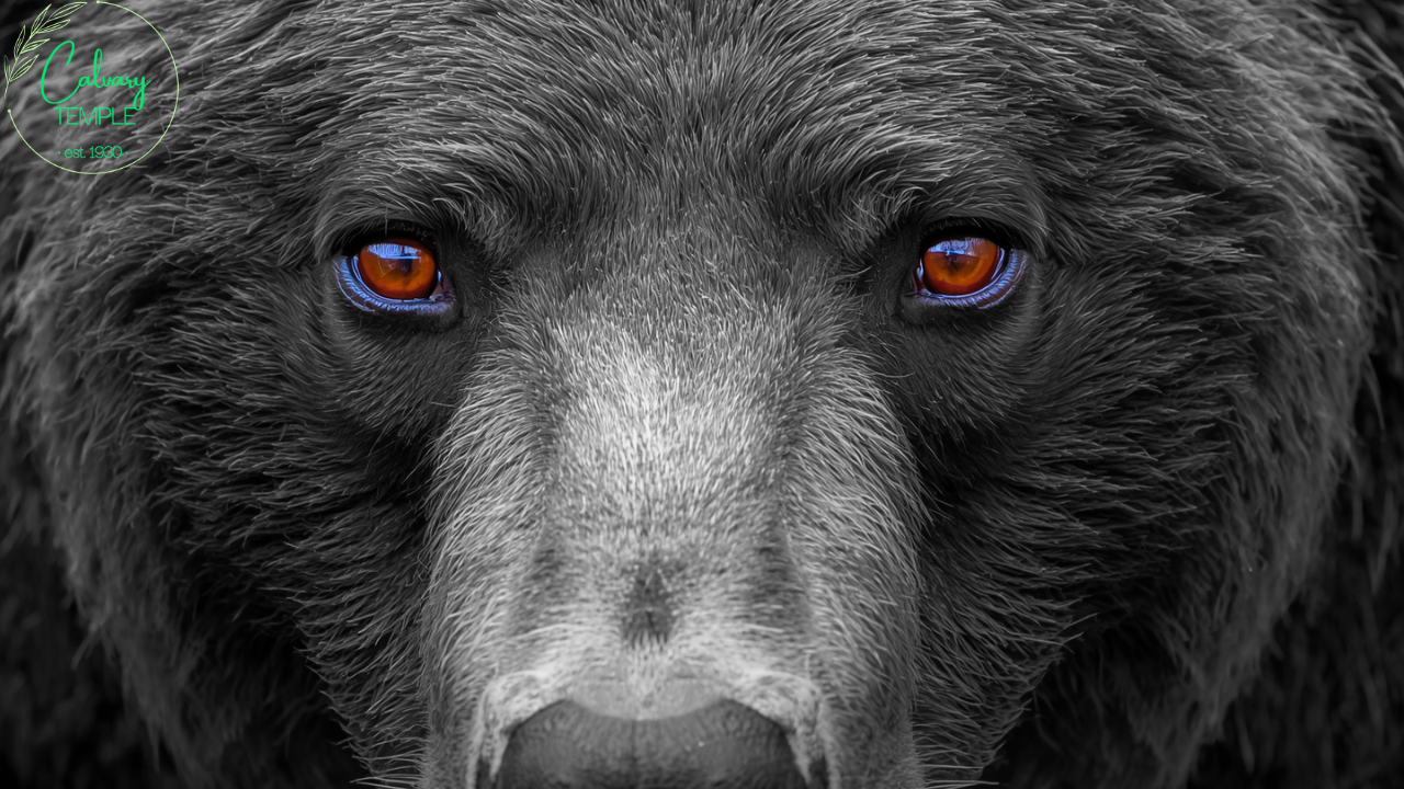 Don't Poke The Bear