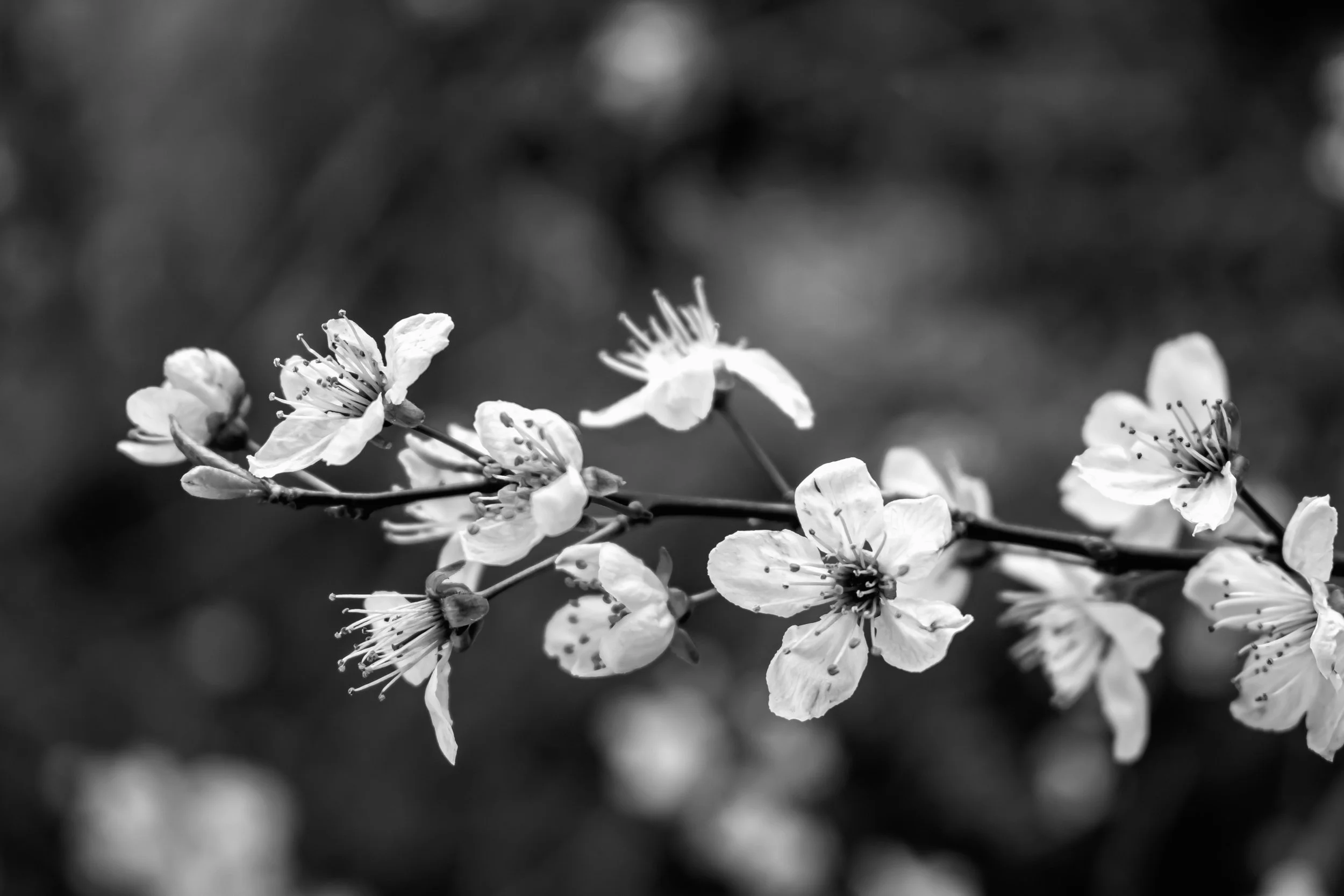 sharon-janssens-jsZPr54fpBw-unsplash.jpg