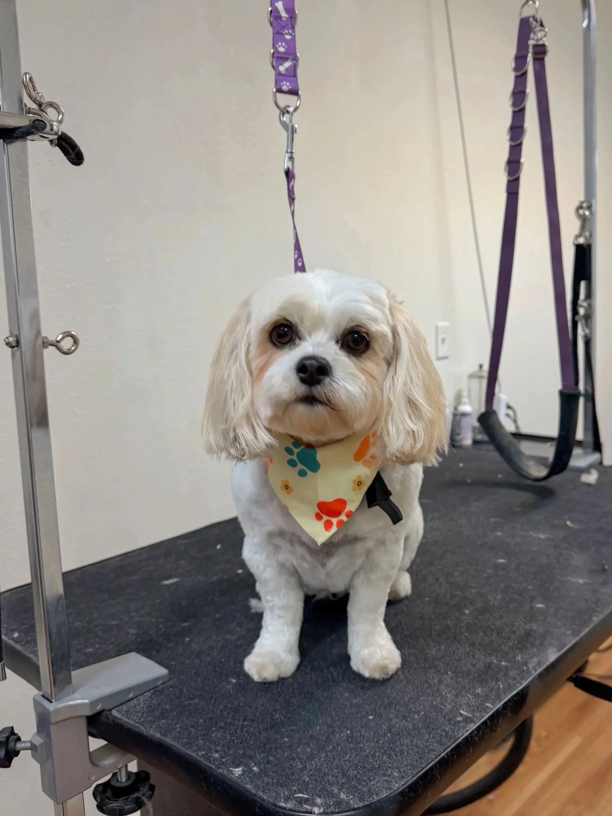 A small white dog with floppy ears, sitting on a grooming table, wearing a bandana with colorful paw prints. There are grooming tools and equipment in the background.