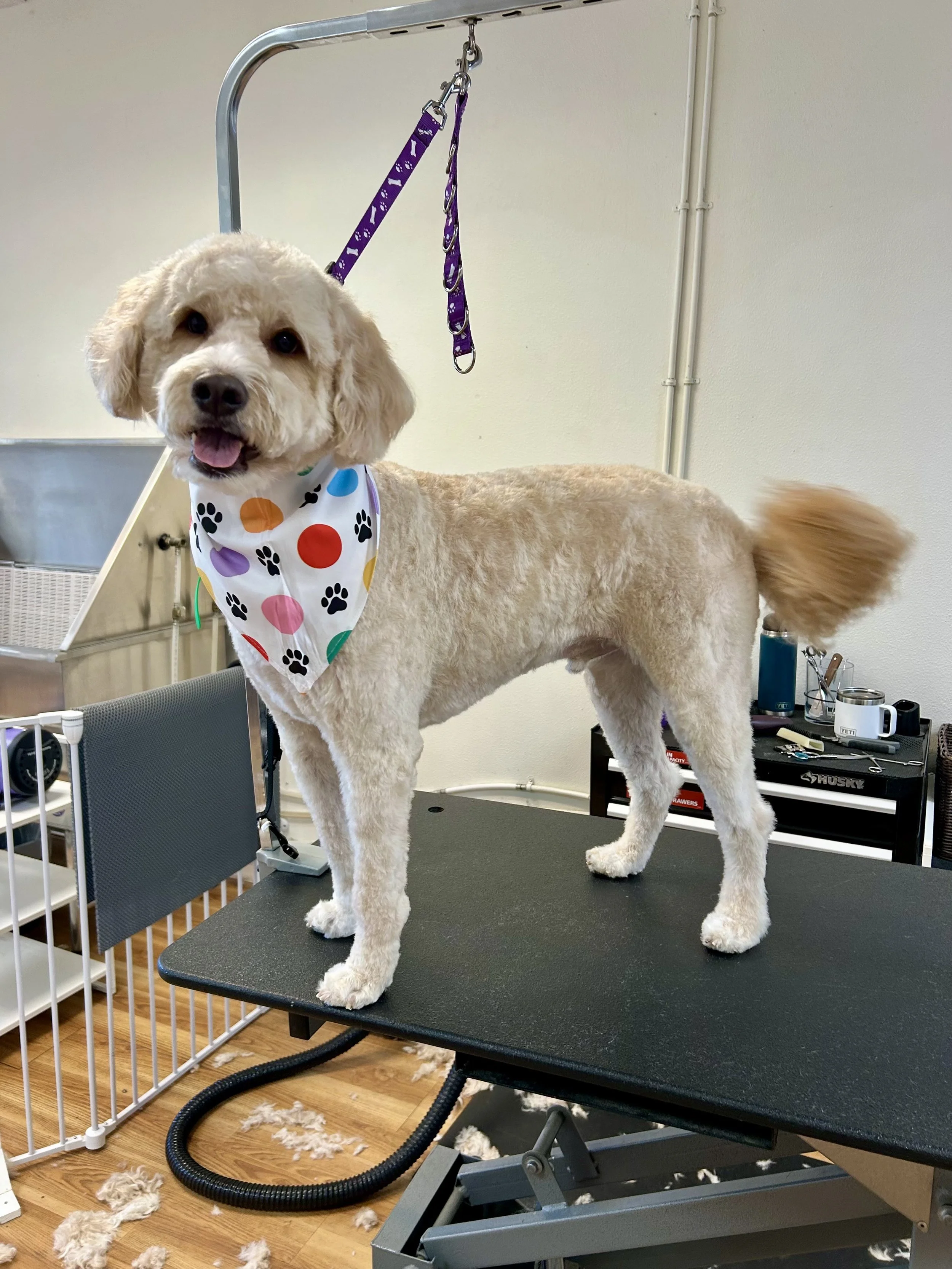 A dog standing on a grooming table with hair clippings around, wearing a colorful bib, in a grooming salon with grooming tools and supplies nearby.