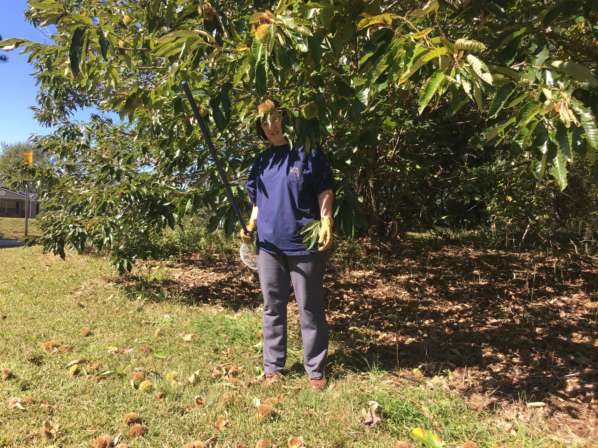 Tree Crops (woody plants)