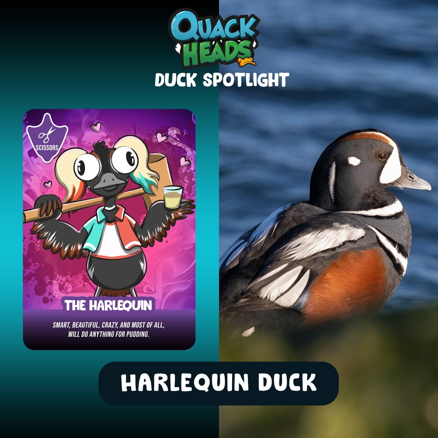 Duck Spotlight: Harlequin Duck 🎨✨

Let&rsquo;s take a moment to appreciate one of the stars of Quack Heads&mdash;the beautifully designed Harlequin Duck card, inspired by its real-life counterpart. Known for its striking blue, black, and white pluma
