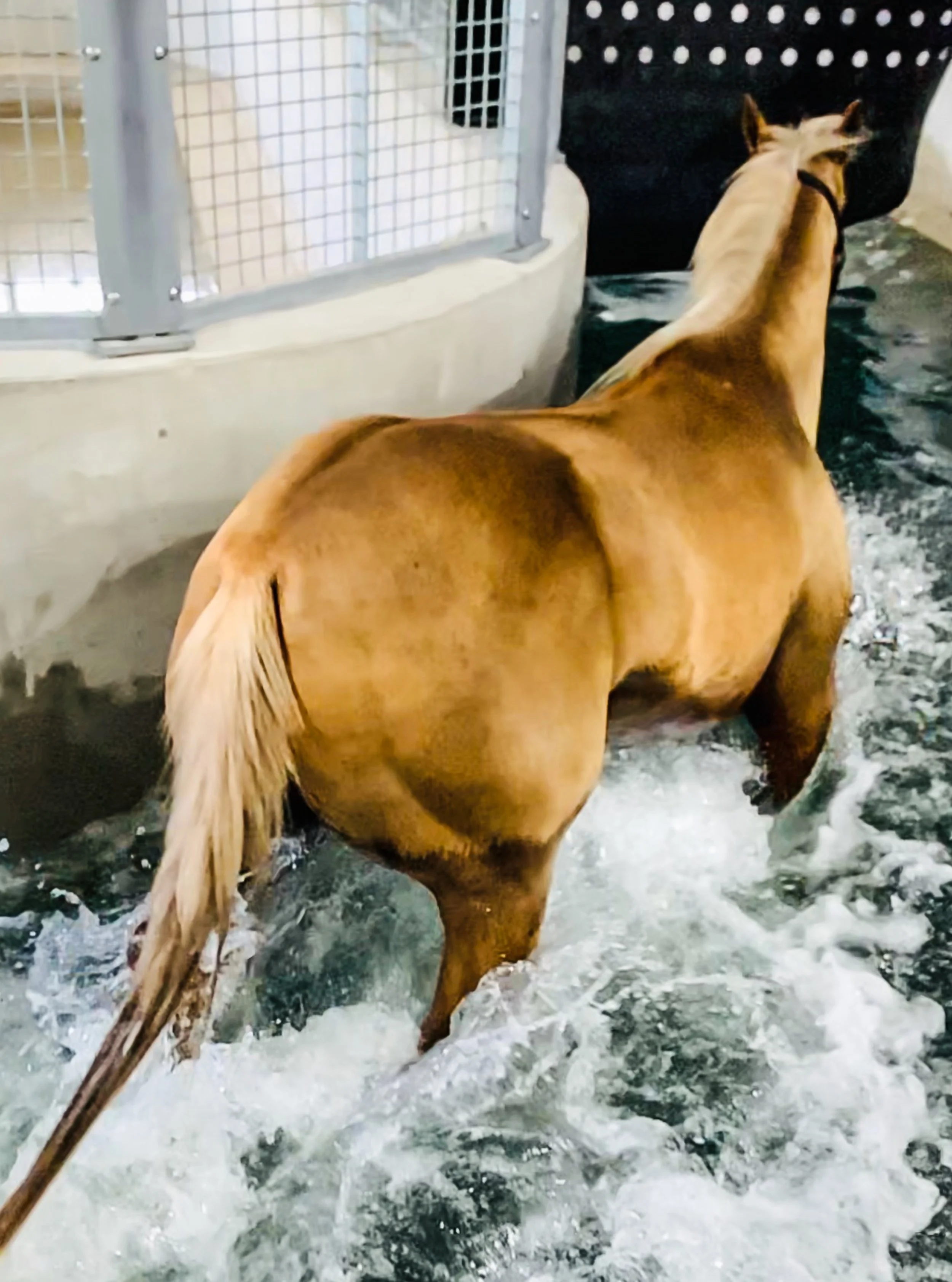 Center — Steele Equine Veterinary Services & Performance Horse Center I