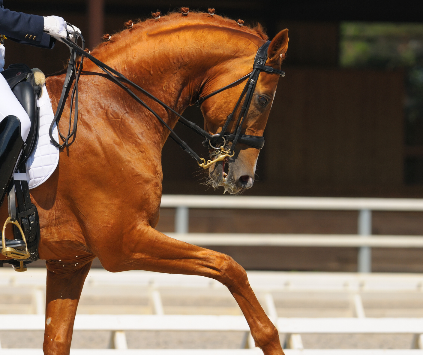 Diane Brandow Dressage Clinic