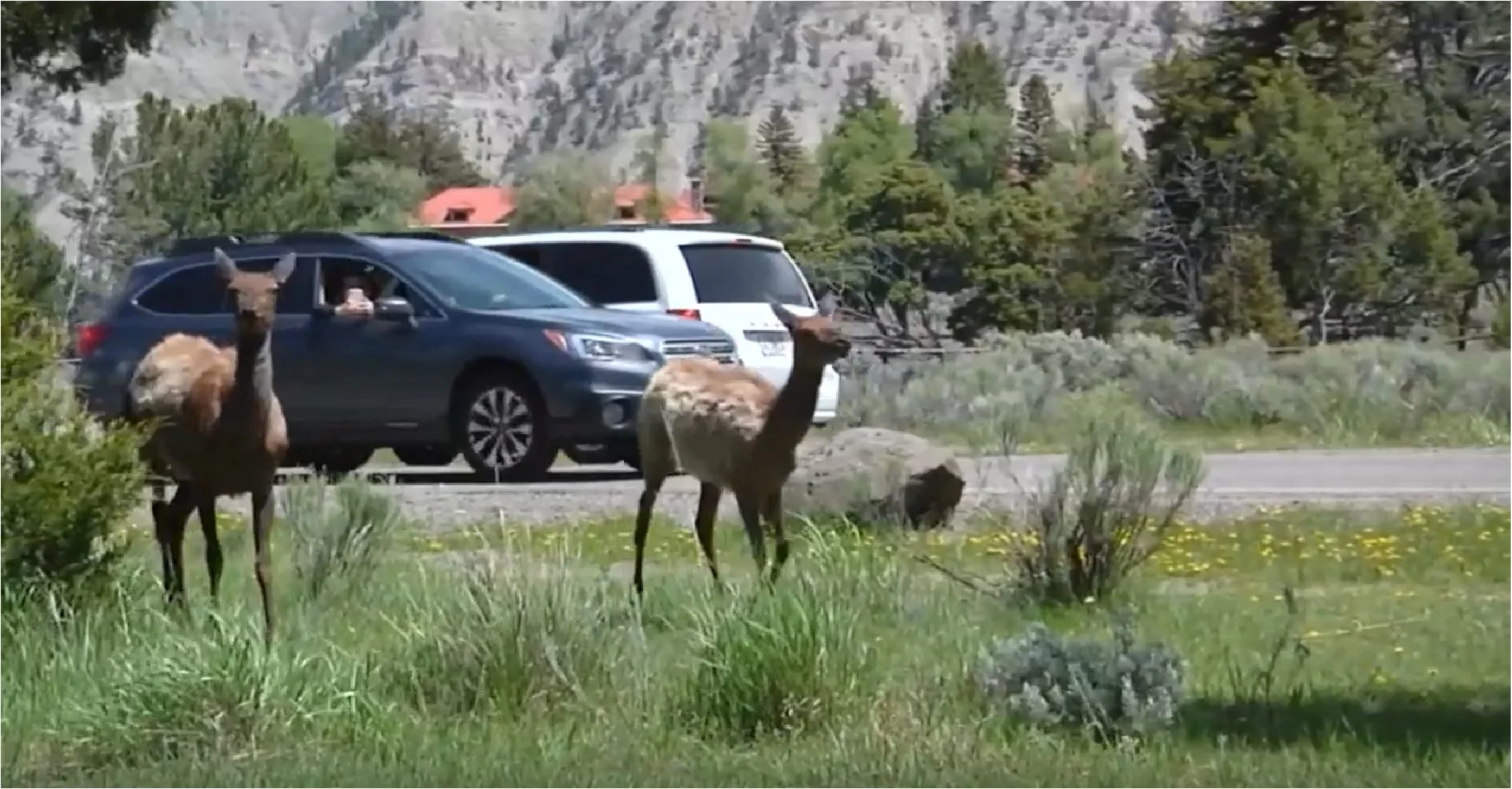 Assessment shows opportunities to reduce wildlife-vehicle collisions on US Highway 89 north of Yellowstone