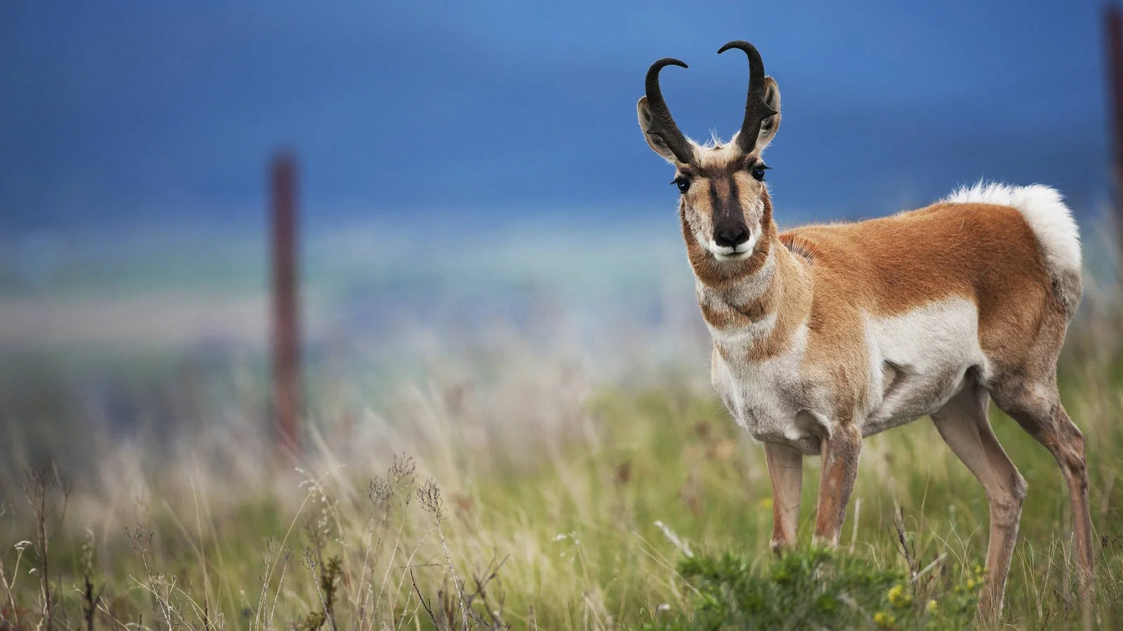 Yellowstone: Assessment Identifies 7 Priority Opportunities to Reduce Wildlife-Vehicle Collisions