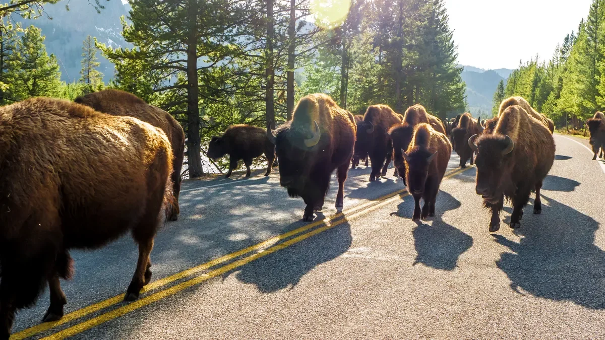 Overpass project to stop animals getting hit by cars in Yellowstone moves a step closer