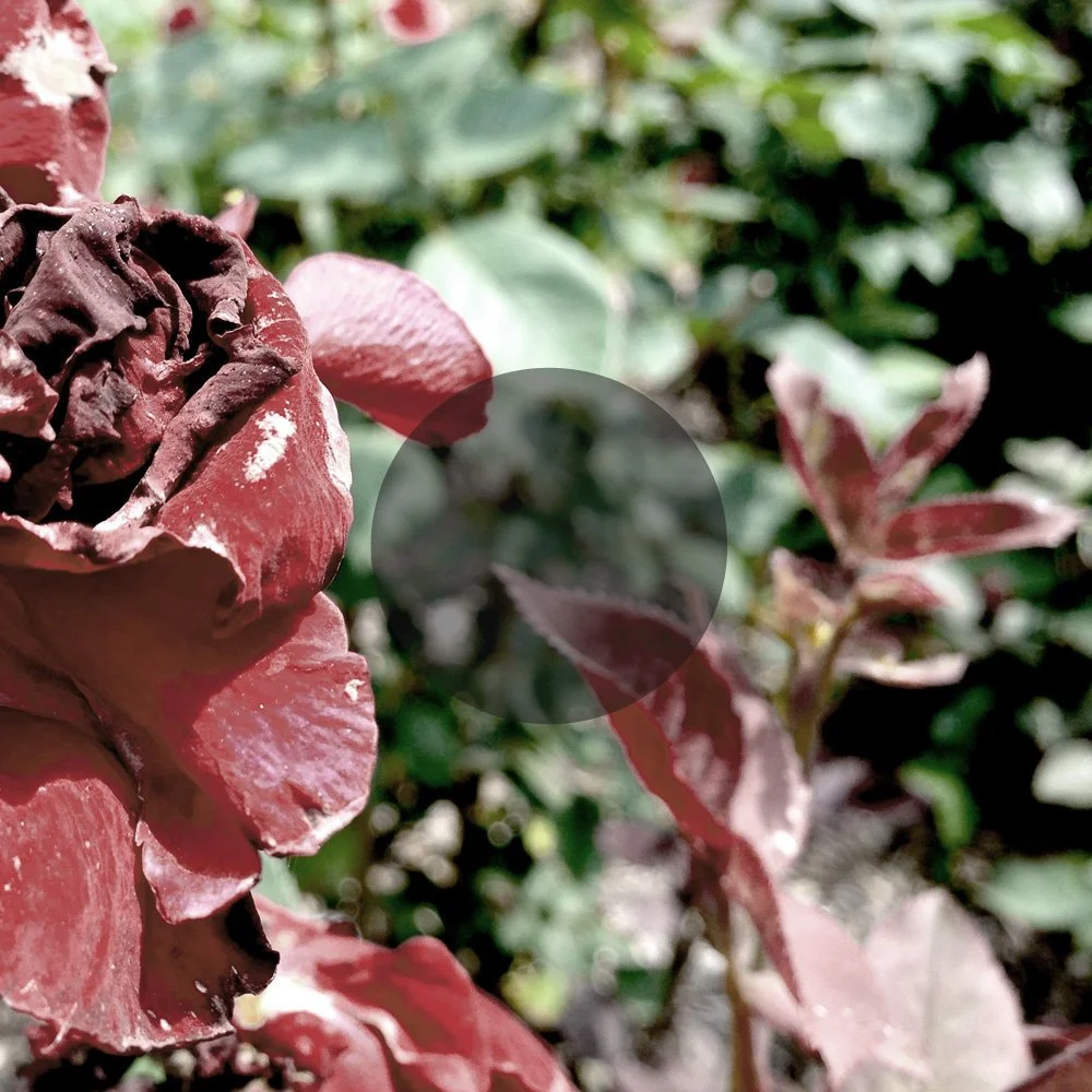 See Through Dresses - "See Through Dresses" LP (2013) - drummer, percussionist, primary artist