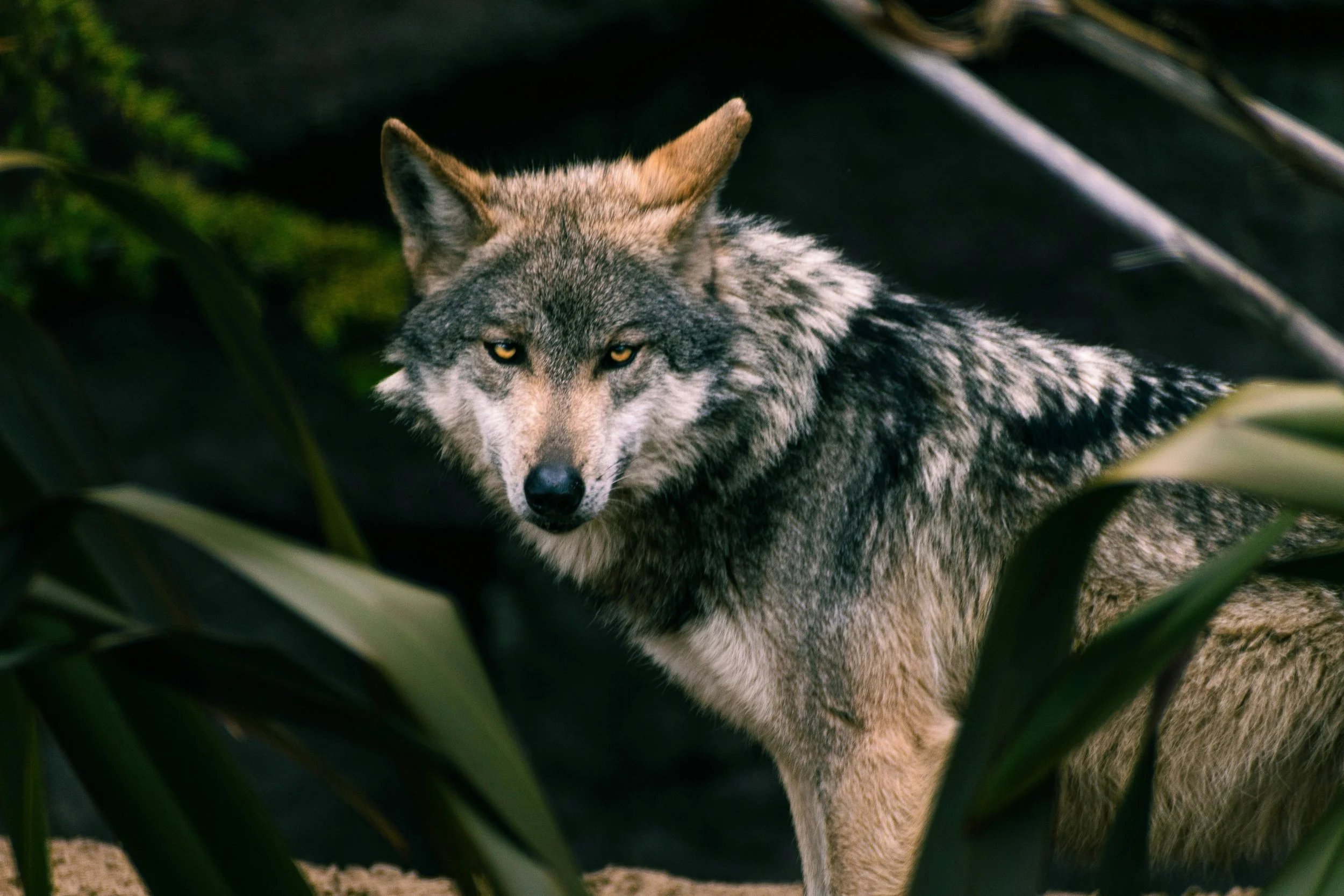 A gray wolf was found in LA County for the first time in 100 years