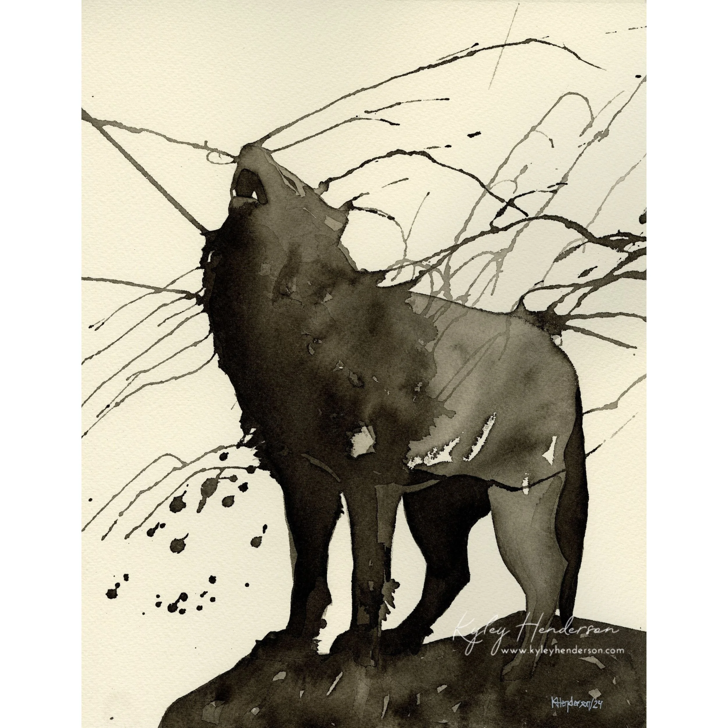 Wolf Study II
2024
11x14" Indian Ink