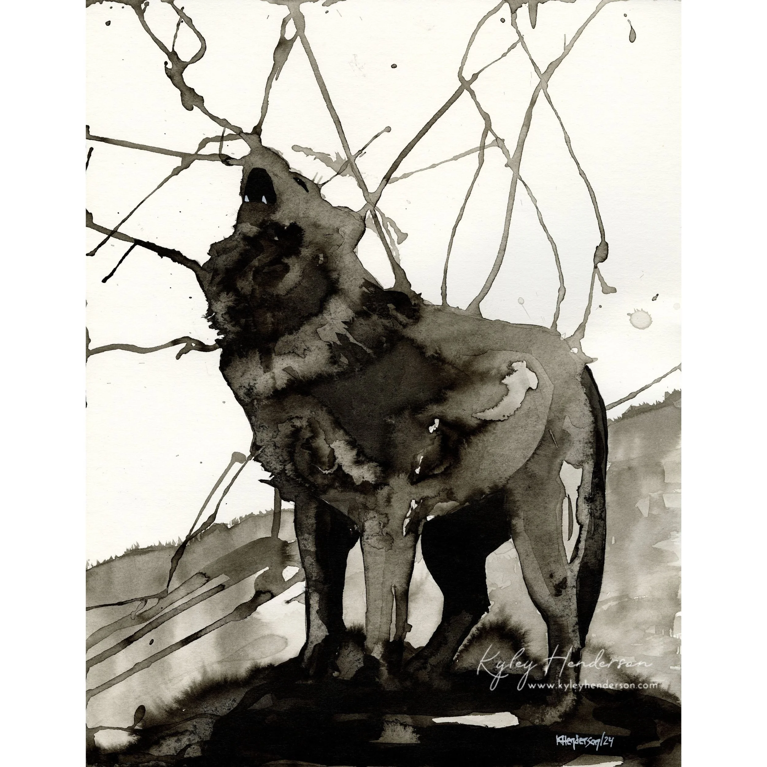 Wolf Study I
2024
11x14" Indian Ink