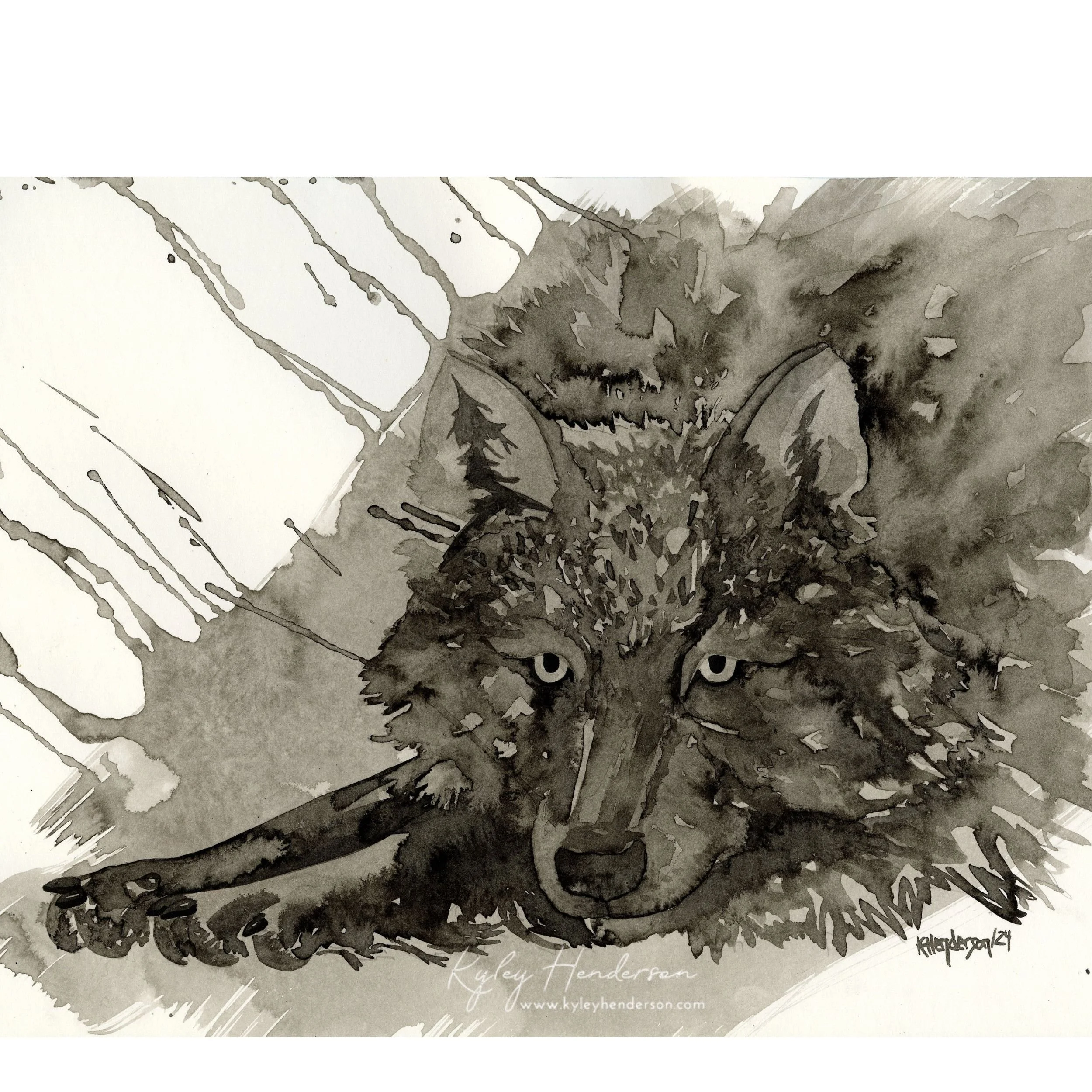 Wolf Study IV
2024
11x14" Indian Ink
