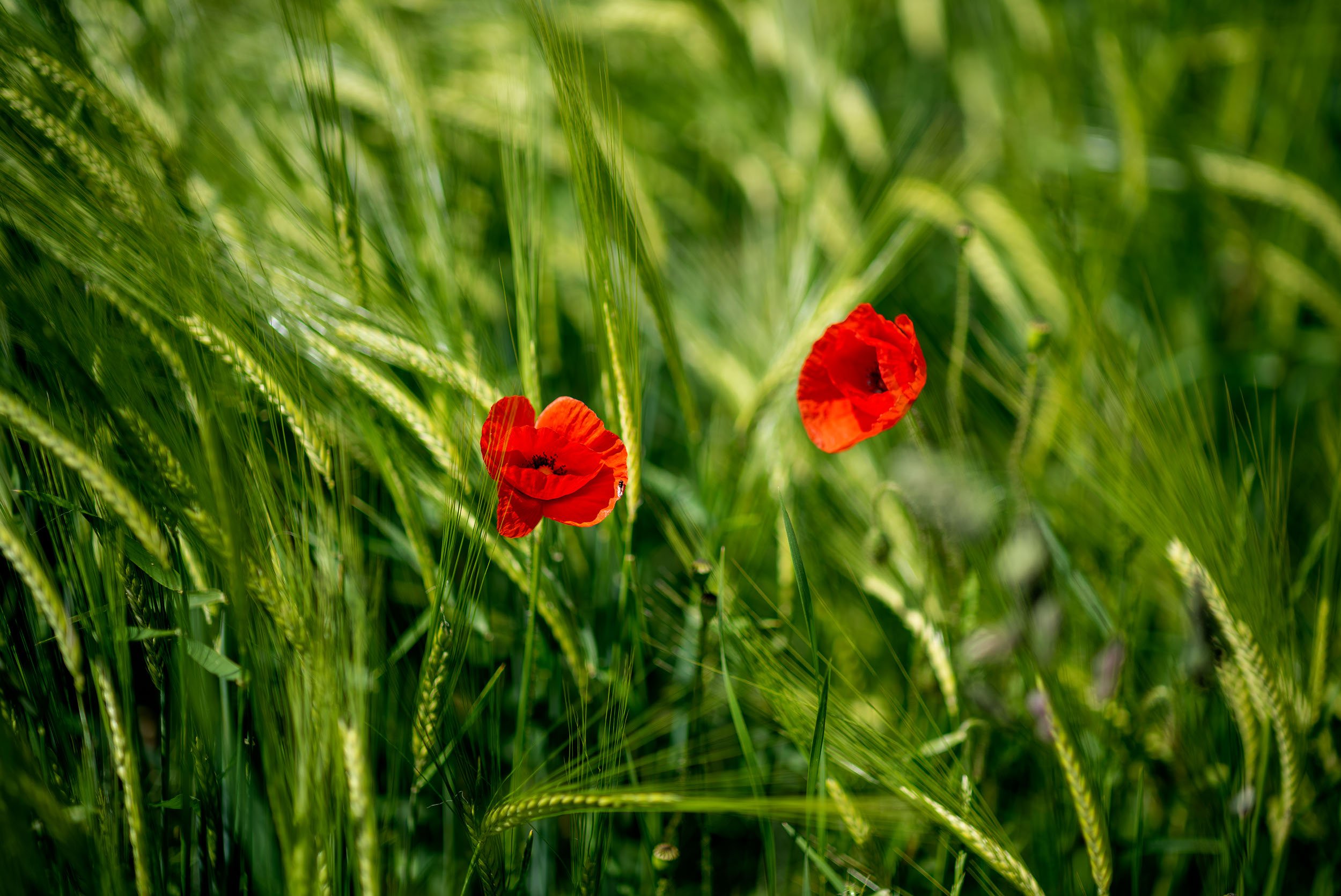 Natur/ Nature