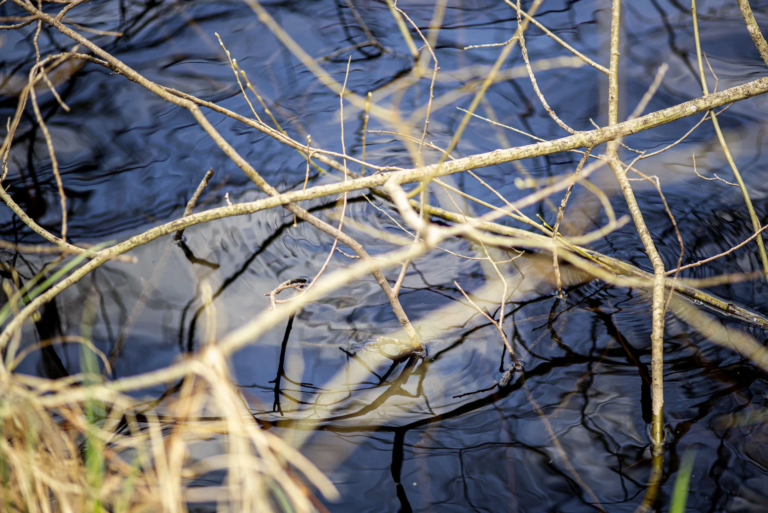 Gespiegelte Äste auf Wasseroberfläche.  