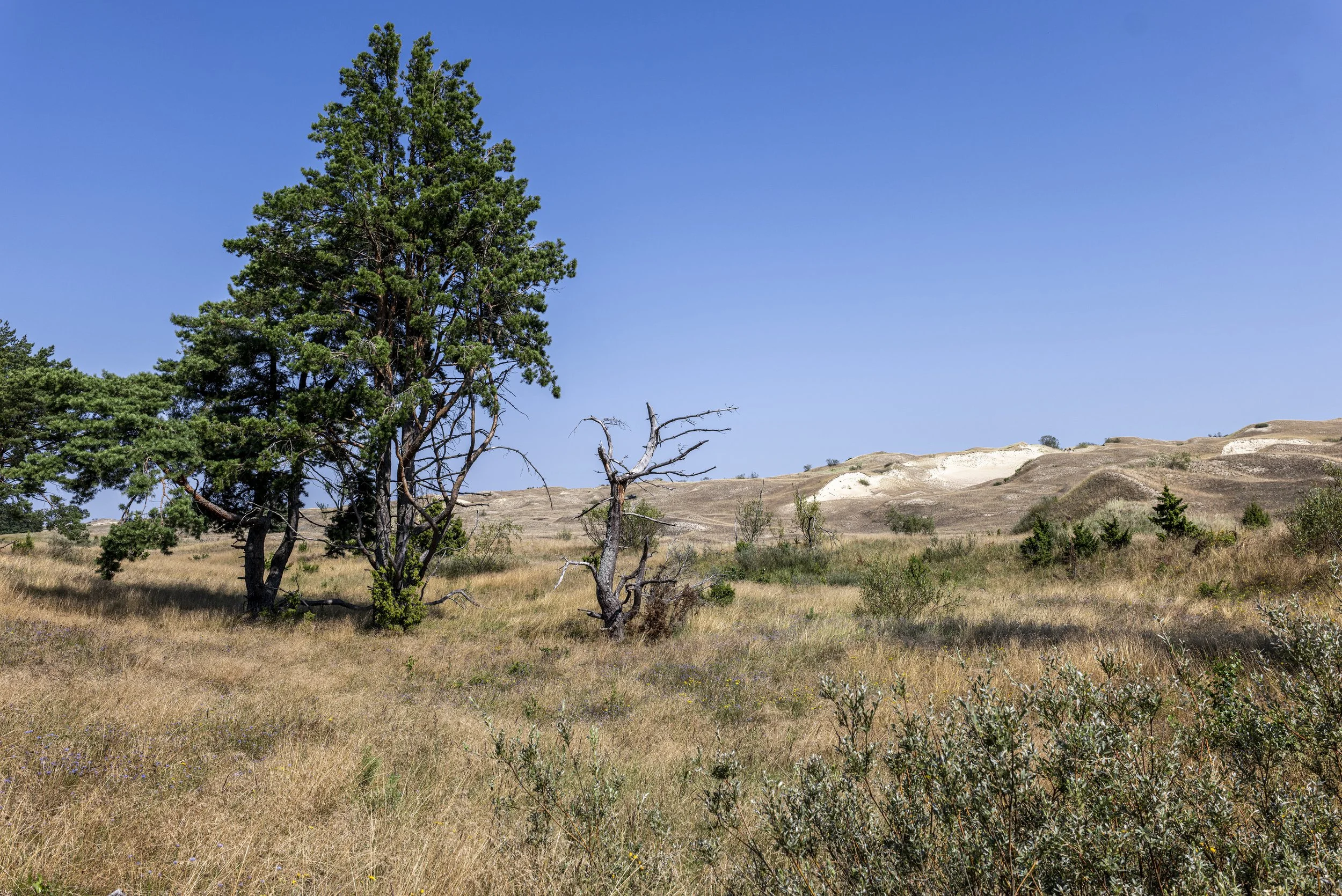 Kurische Nehrung/ Curonian Spit. Lithuania 2026-08