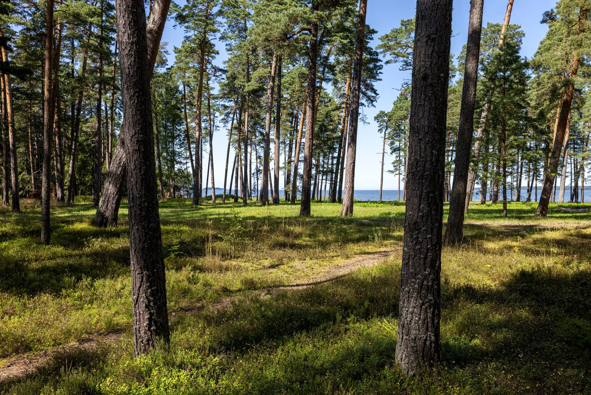 Föhrenwald, Vösu Estland. 2026-07