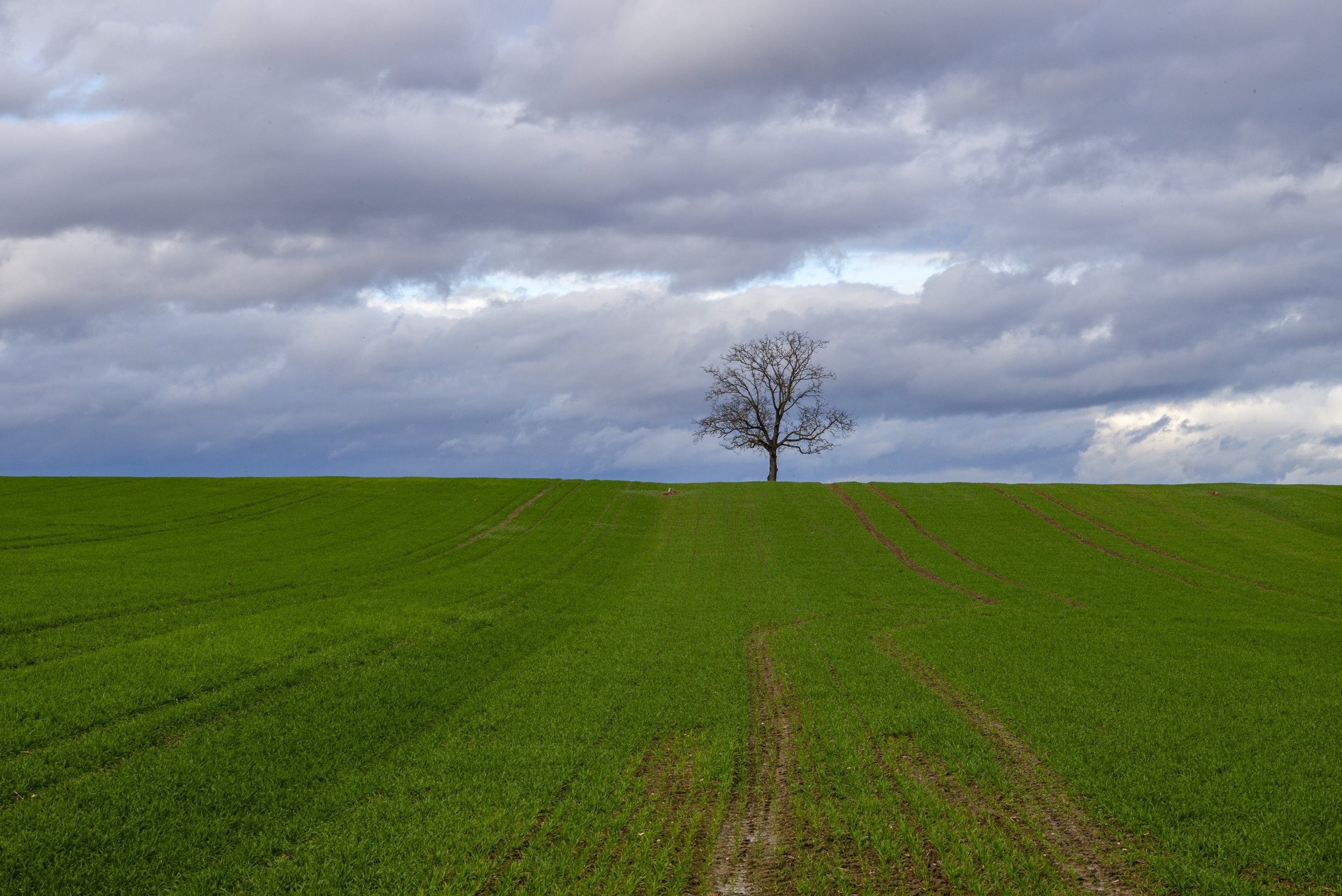 Einsamer Baum. 2014