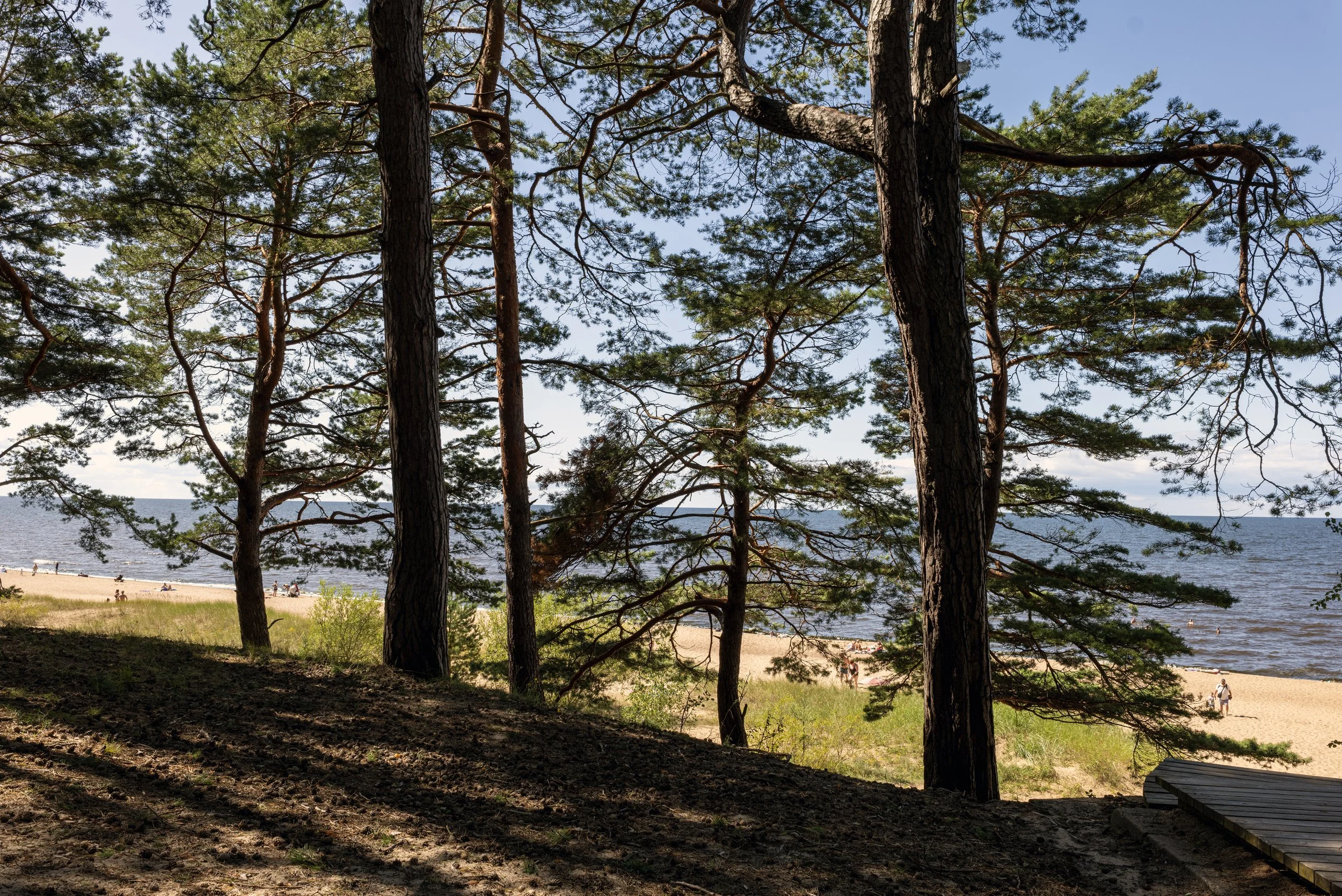 Föhren/ Pine trees, Baltic Sea. Latvia. 2026-08