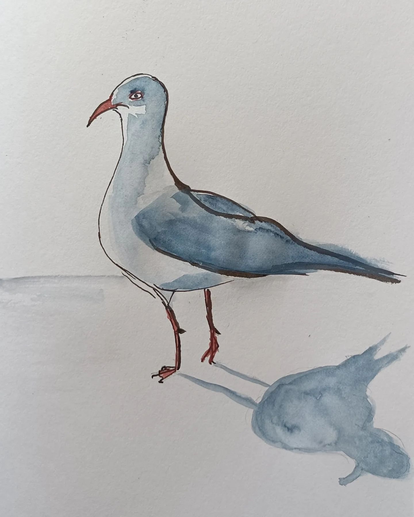 DAY 63 #the100dayproject . Cheeky seagull wanting to steal our toast!

#the100dayproject2024 
#dothe100dayproject 
#rottnestisland 
#penandwatercolor