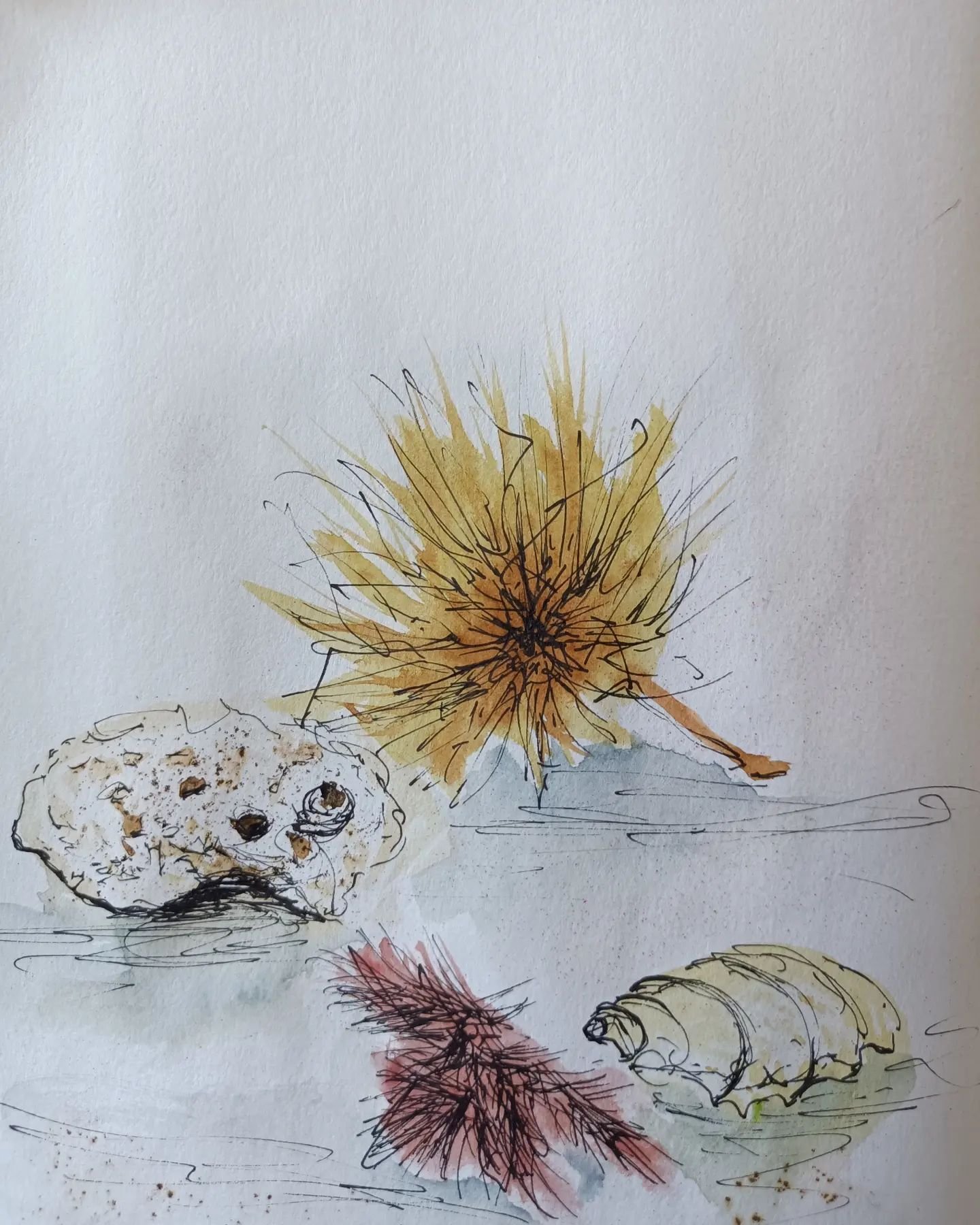 DAY 66 #the100dayproject . Morning beach fossicking. 

#the100dayproject2024 
#dothe100dayproject 
#rottnestisland 
#beachcombing 
#penandwatercolor 
#diananeggoartist