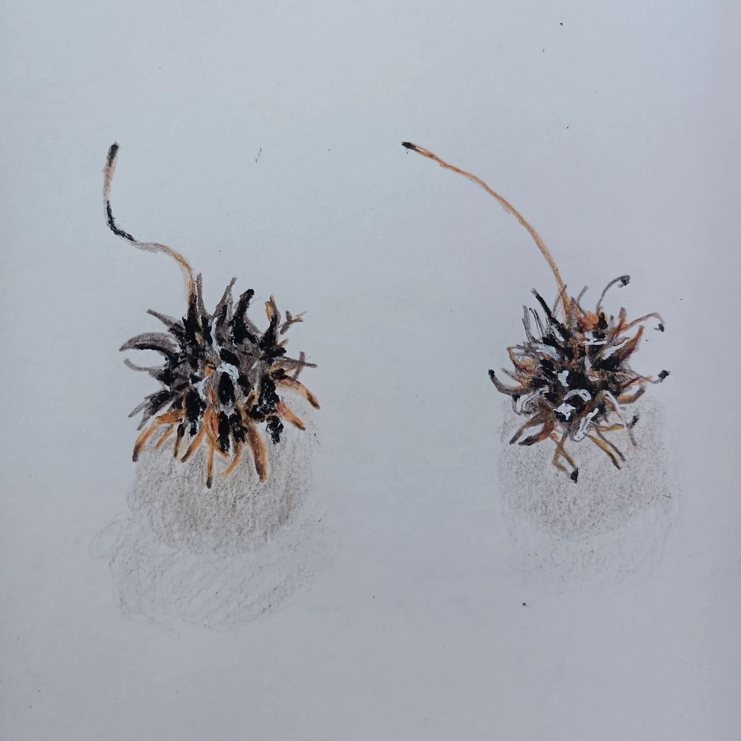DAY 81 #the100dayproject. Liquid Amber Seed Pods.
Coloured pencils and pens 

#the100dayproject2024 
#dothe100dayproject 
#liquidamber
#colouredpencils
#diananeggoartist